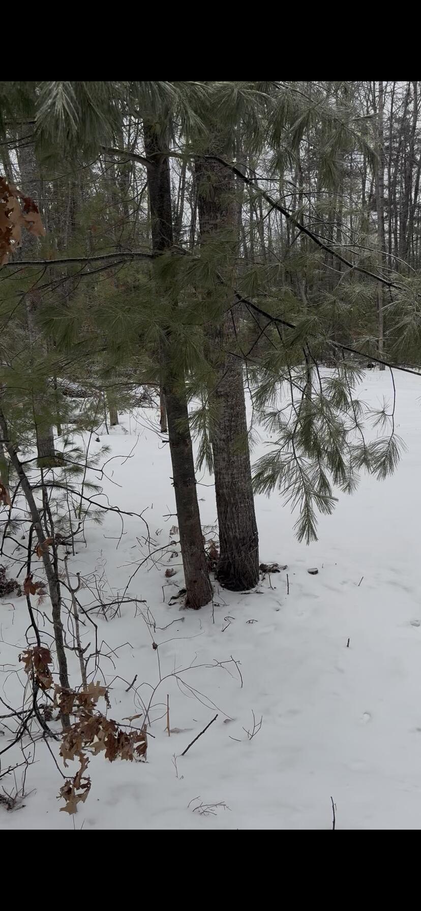 River Drive Atlanta, MI 49709 - Photo 2 of 7 IMG_5604