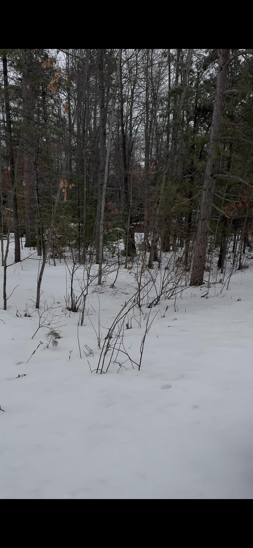 River Drive Atlanta, MI 49709 - Photo 4 of 7 IMG_5606