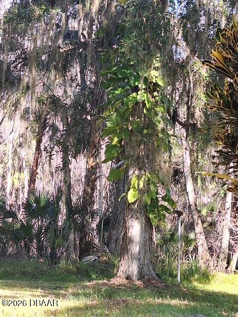 3091 Log Cabin Lane Edgewater, FL 32132 - Photo 23 of 28 a view of a yard