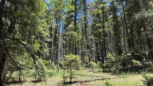 Tbd Tbd Sawyer Mesa Road Tererro, NM 87573 - Photo 14 of 56 Gallery Image 14