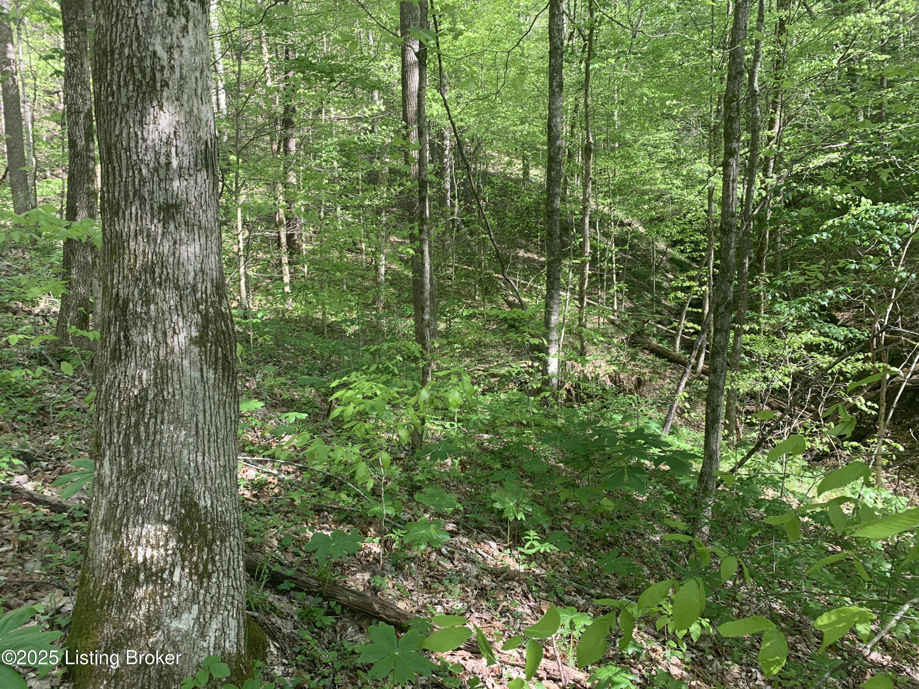 0 Charter Creek Subtle Road Edmonton, KY 42129 - Photo 13 of 17 unnamed (14)