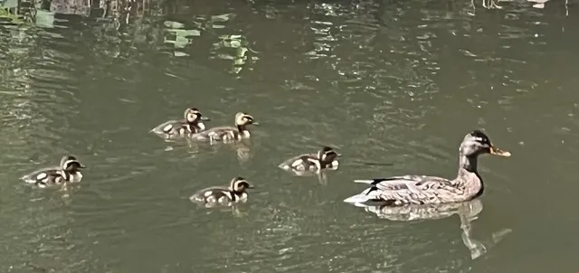 $689,000 | 5260 McKeon Ponderosa Way, Foresthill, CA 95631