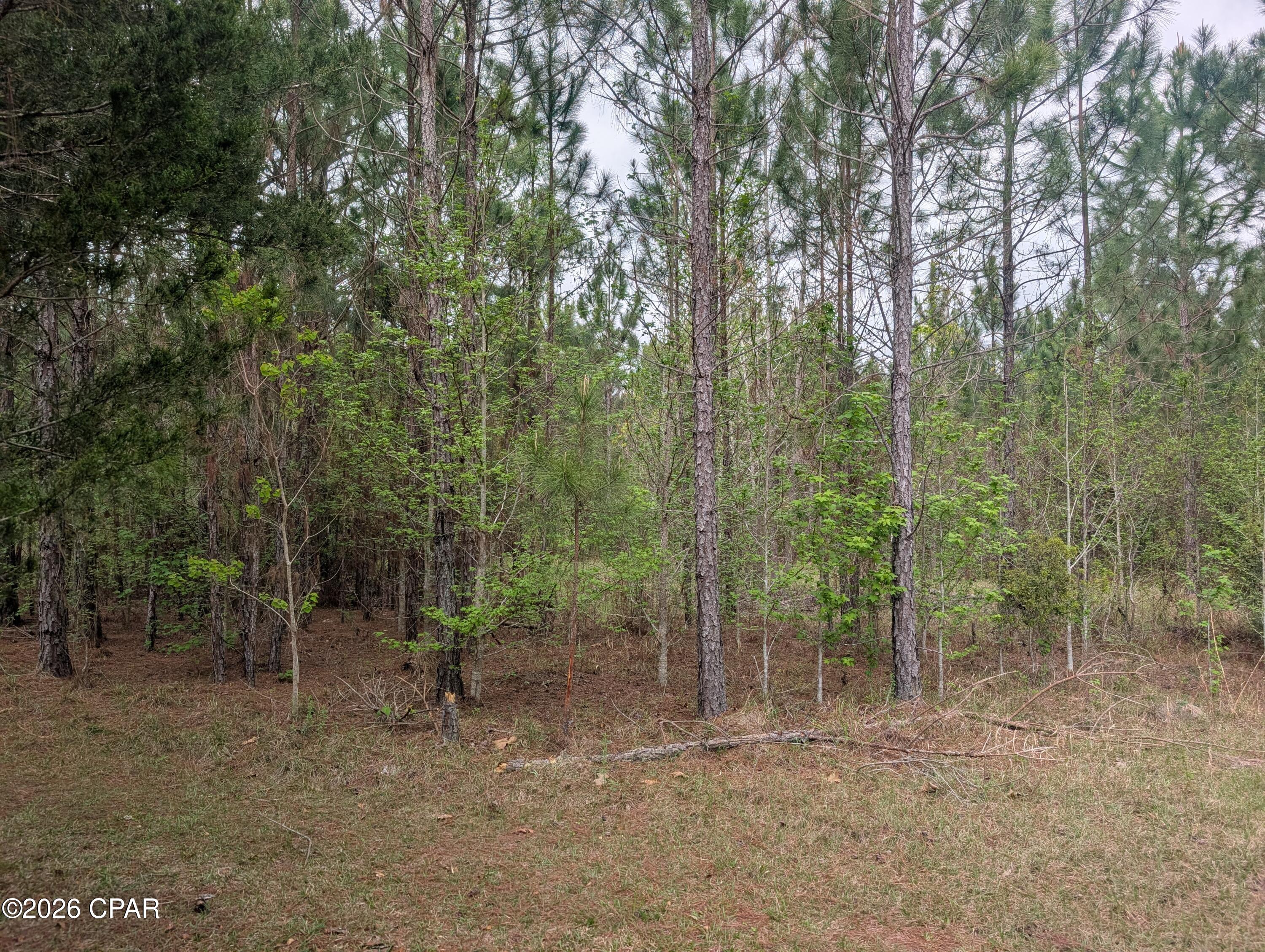 0 Sumac Road, Unit LOT 49 Westville, FL 32464 - Photo 2 of 2