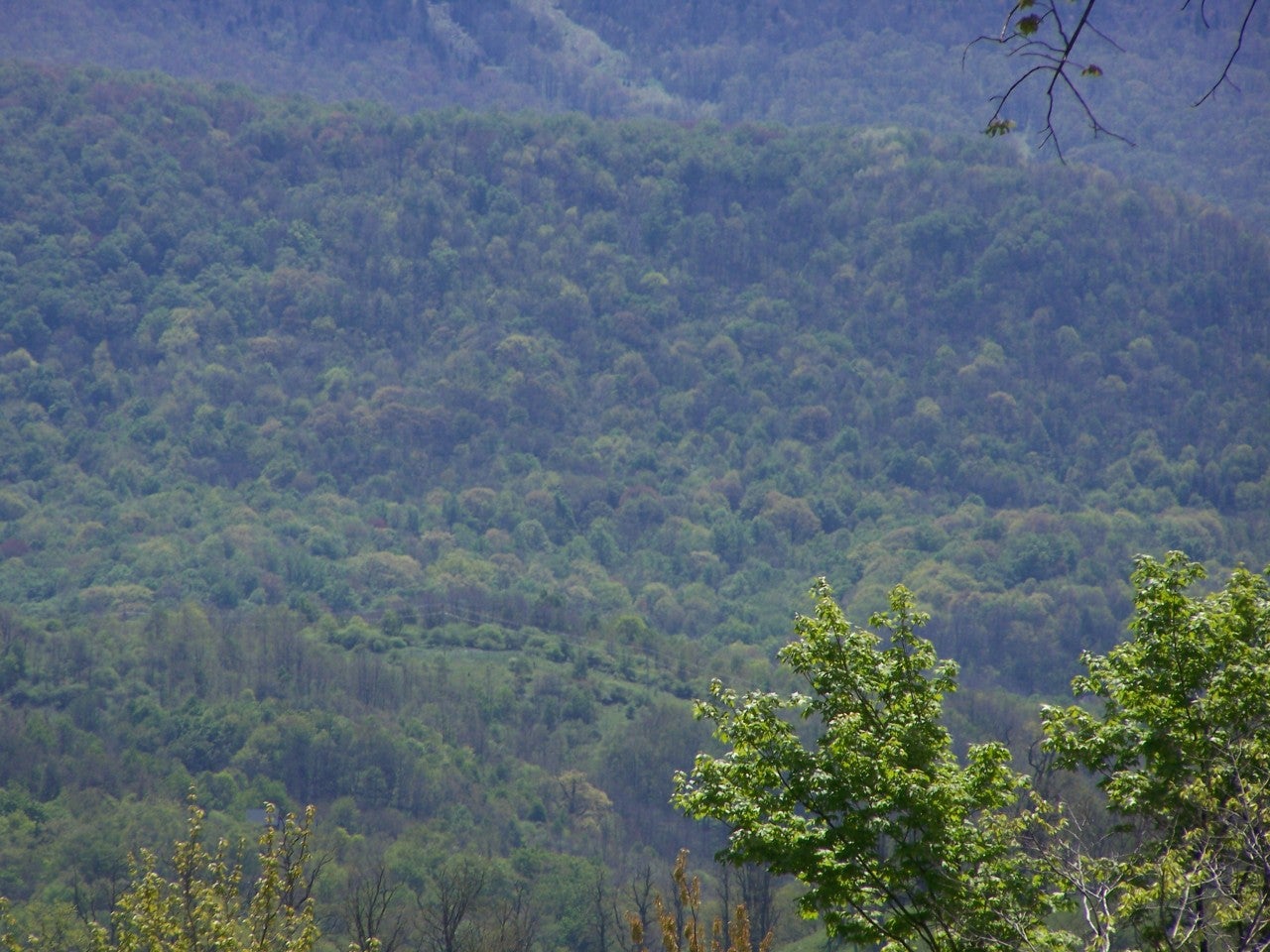 16 Cherry Grove Road Slatyfork, WV 26291 - Photo 3 of 19 Gallery Image 3