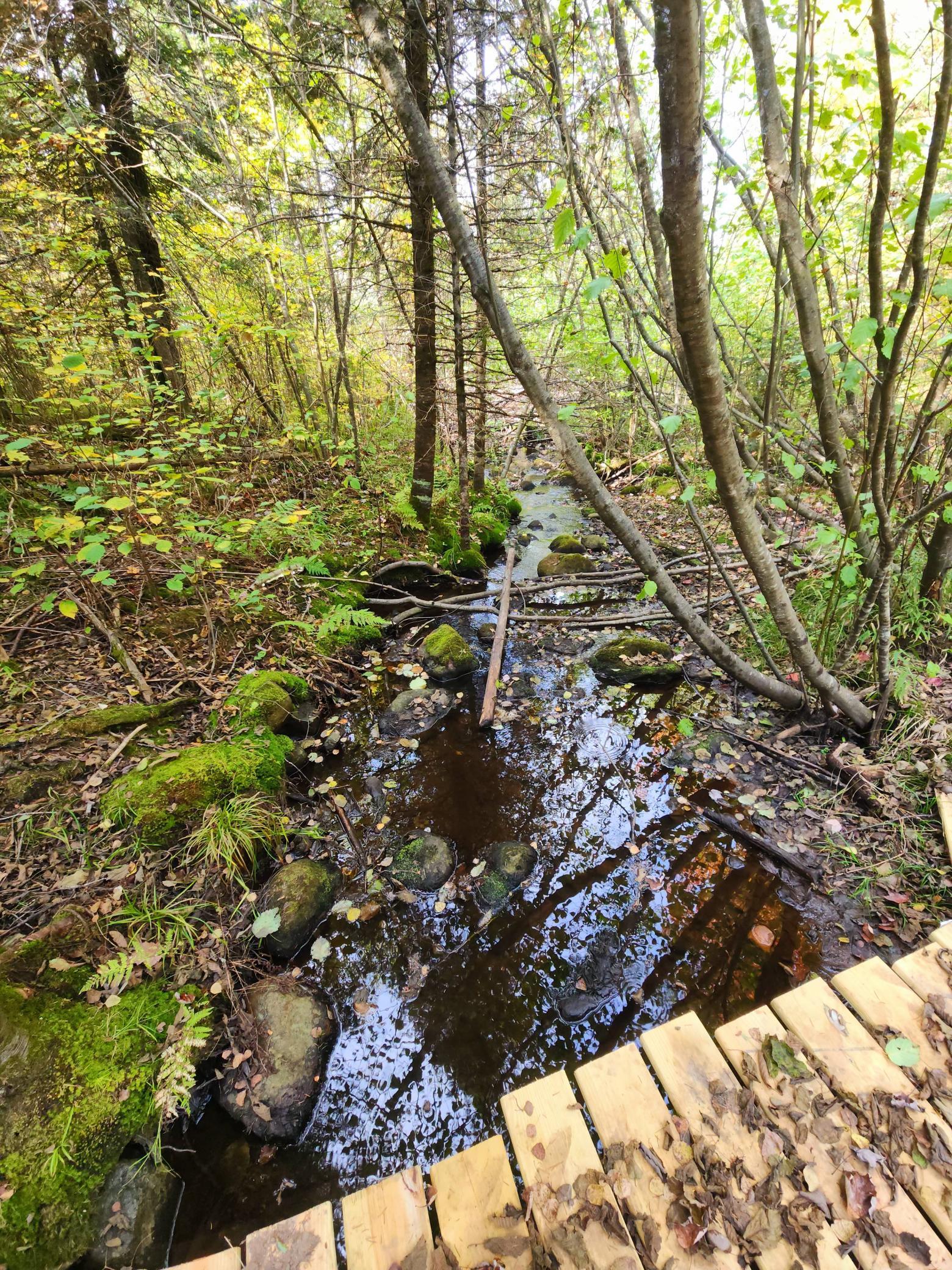 72429 Bear Lake Road Butternut, WI 54514 - Photo 11 of 28