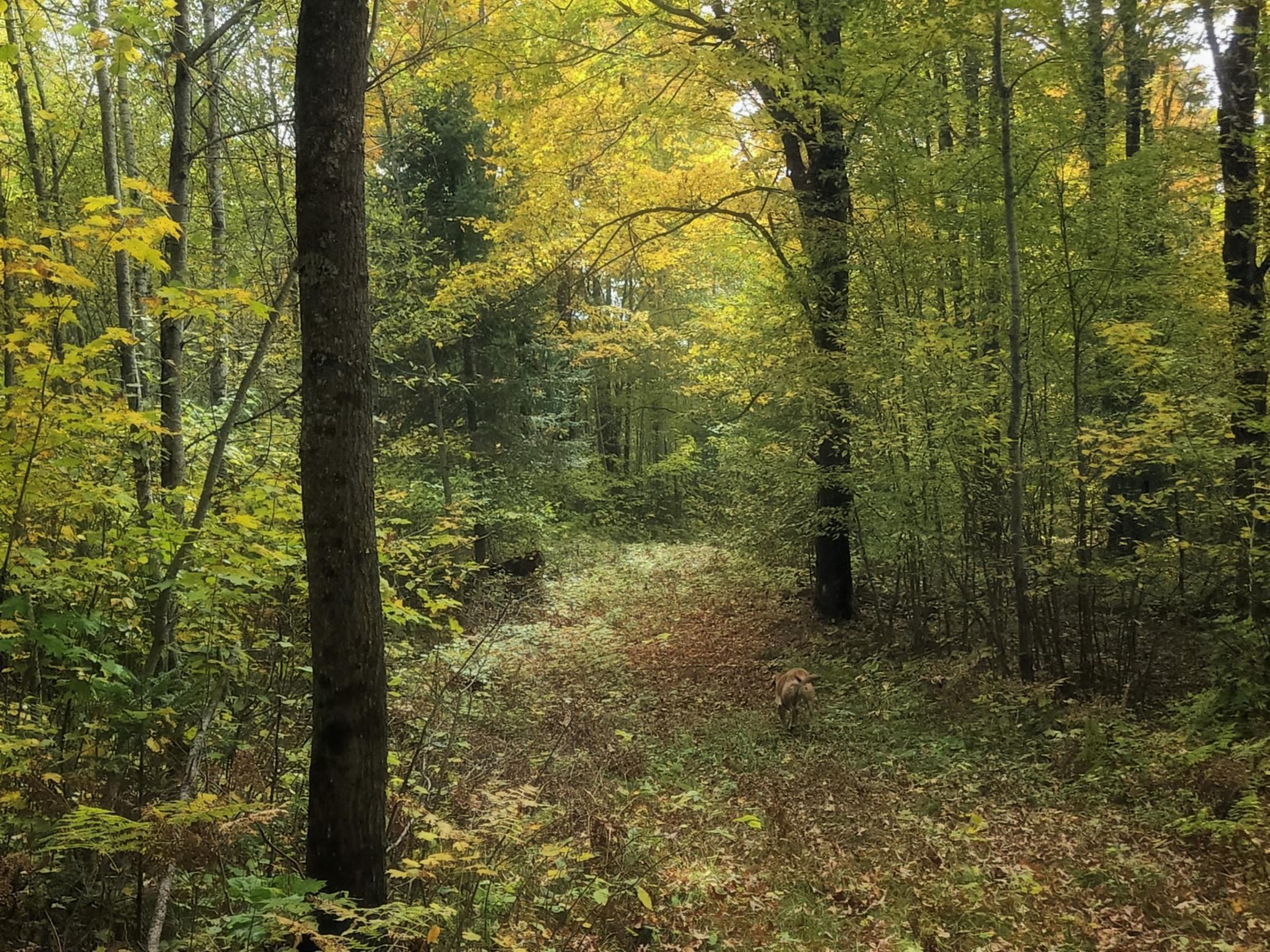 72429 Bear Lake Road Butternut, WI 54514 - Photo 5 of 28