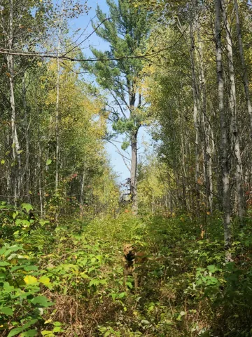 $155,000 | 72429 Bear Lake Road, Butternut, WI 54514