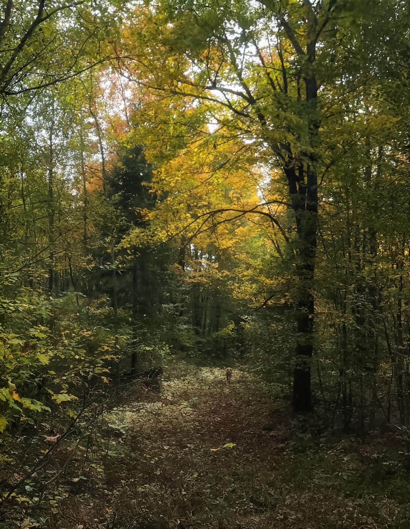 72429 Bear Lake Road Butternut, WI 54514 - Photo 9 of 28