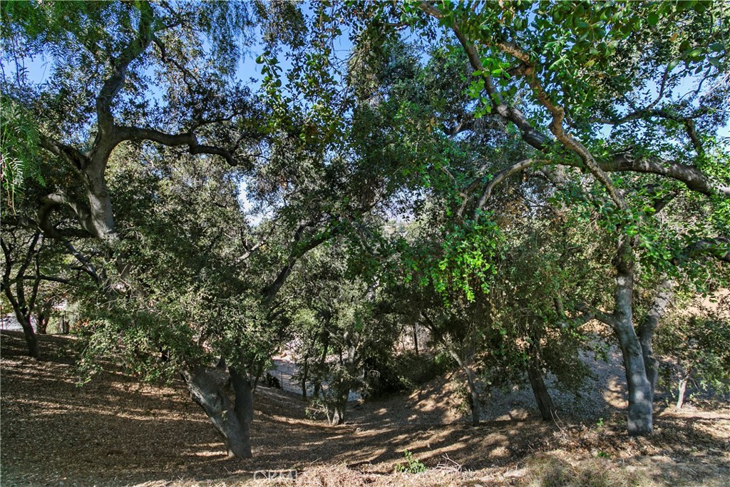 3305 Rancho Rio Bonita Road Covina, CA 91724 - Photo 48 of 71 Yes, protected California Oaks, Sequoia, and California Pepper are on part of your acre! What a joy to feel like living in the country so close to the city.