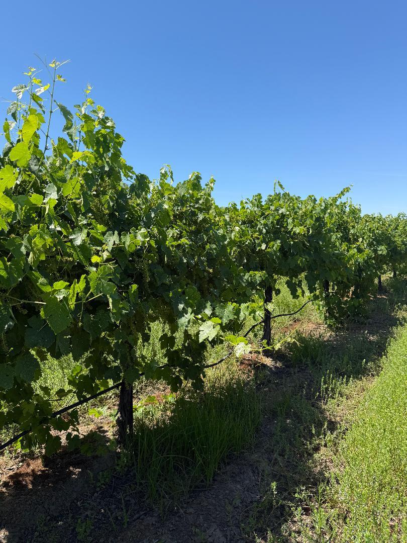 0 Walnut Grove Road Thornton, CA 95686 - Photo 1 of 1 a view of a garden
