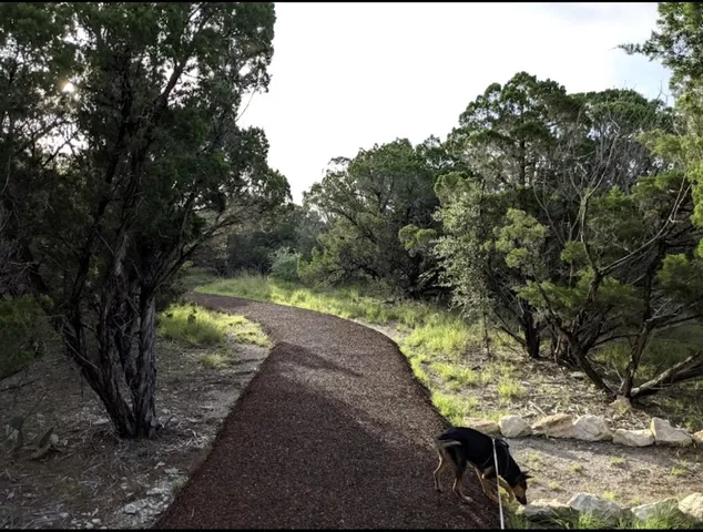 a view of a yard with plants and large trees