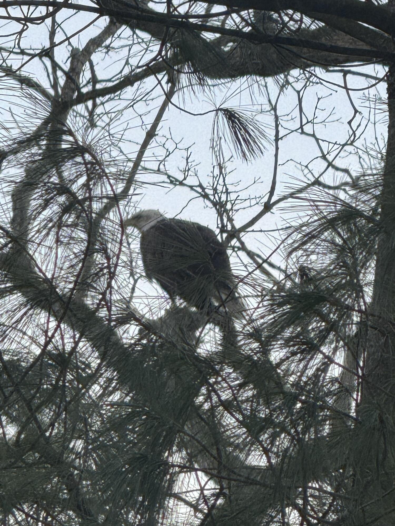 1286 Bridge Road Allegan, MI 49010 - Photo 45 of 51 Wildlife 3