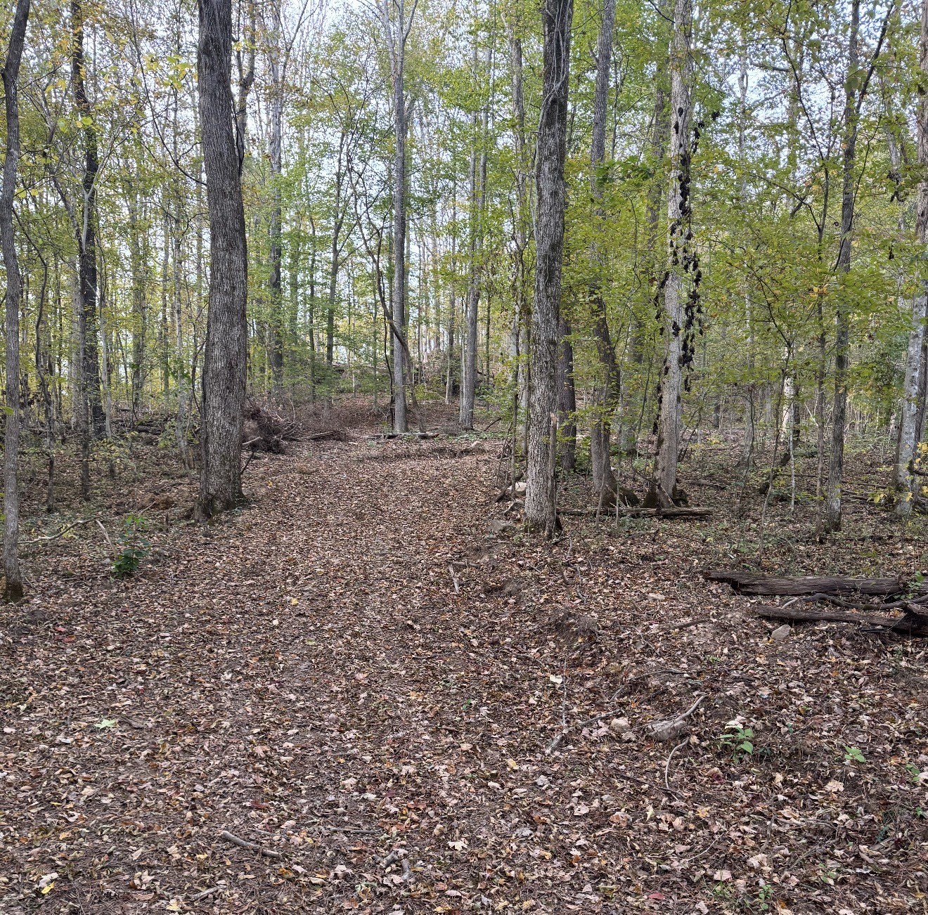 0 Downing Hollow Road Waynesboro, TN 38485 - Photo 12 of 30
