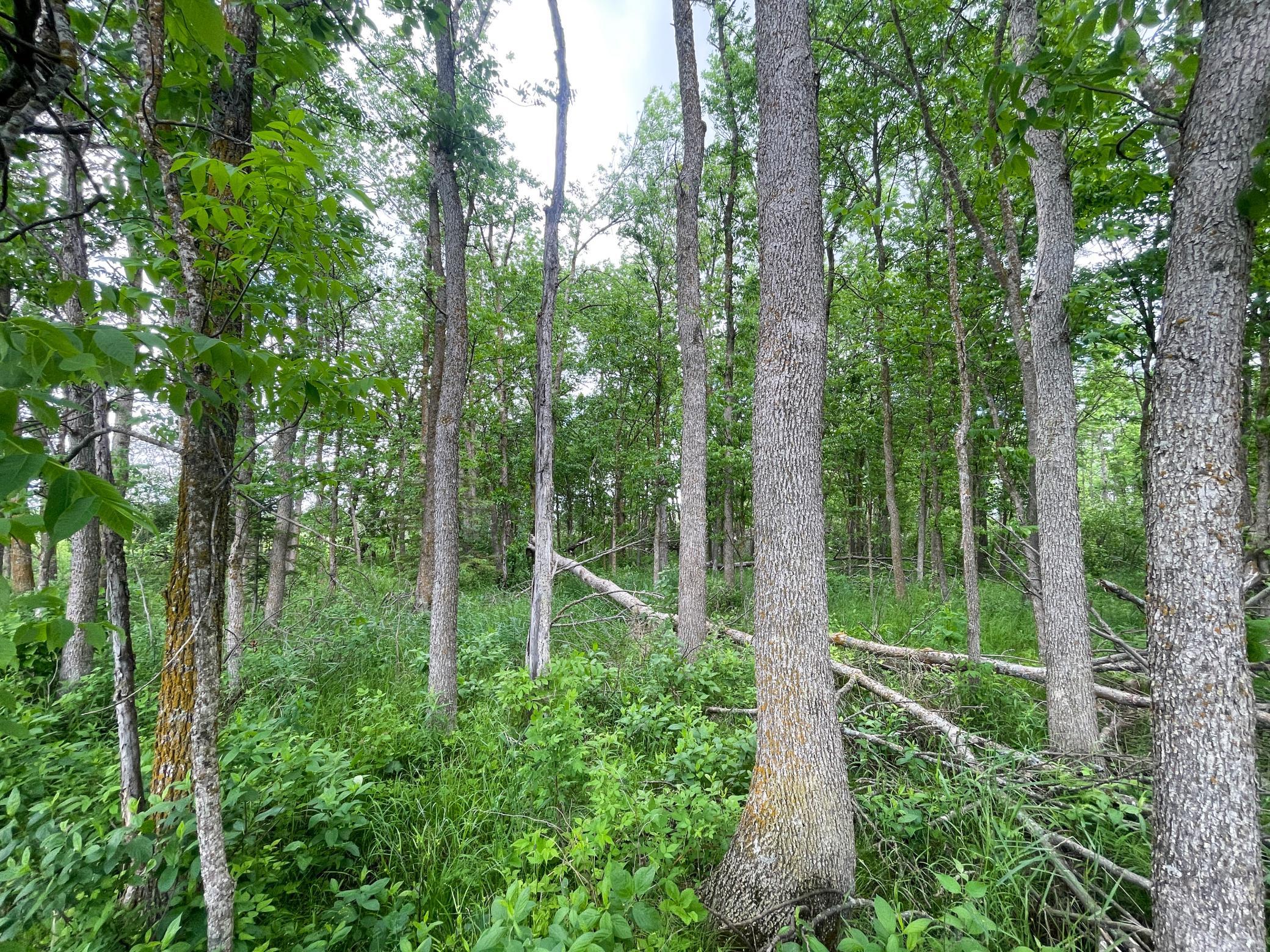Tbd2 Mud Lake Road Bagley, MN 56621 - Photo 33 of 46