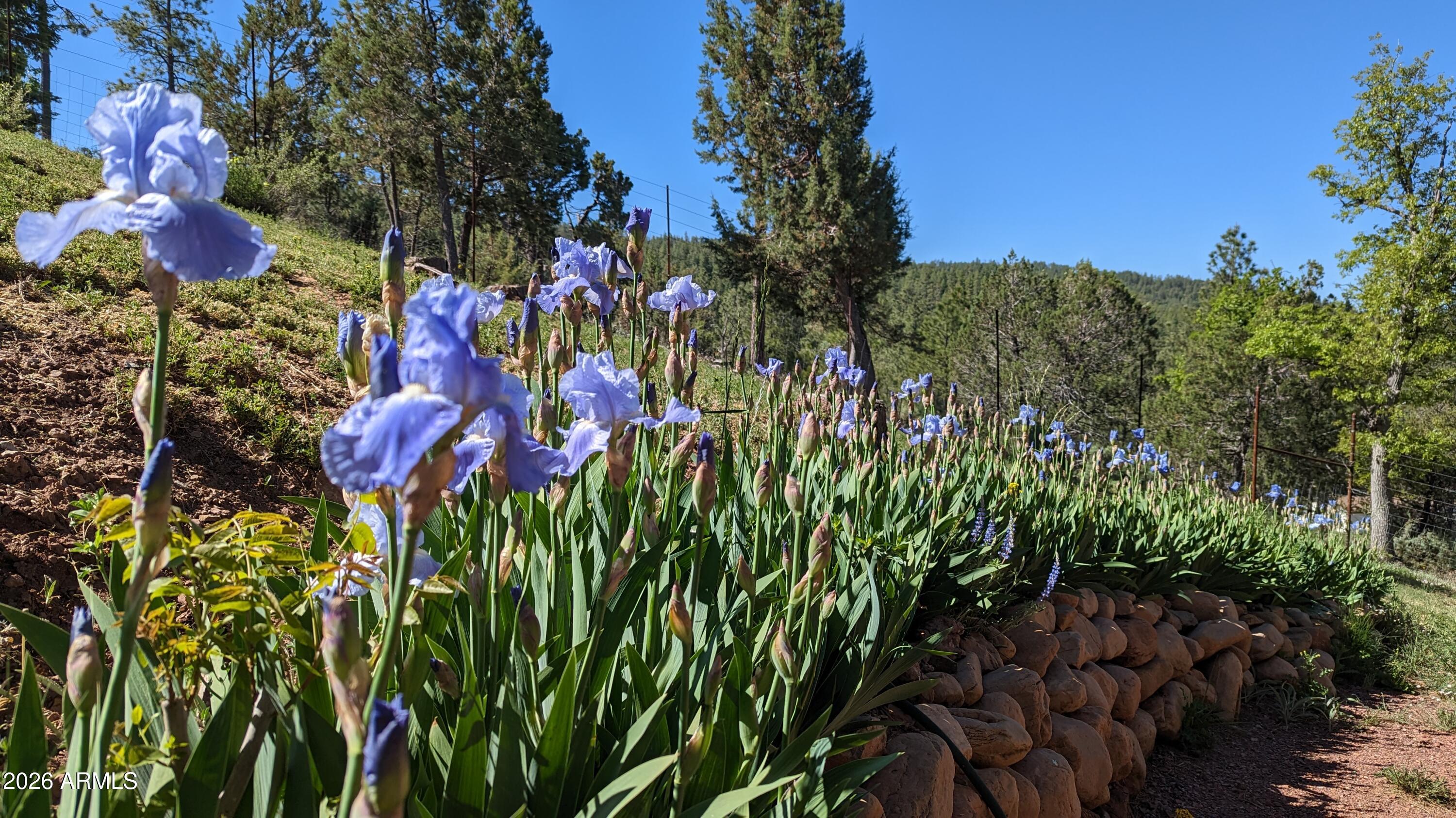396 Leisure Lane Payson, AZ 85541 - Photo 47 of 61 a view of a bunch of flowers