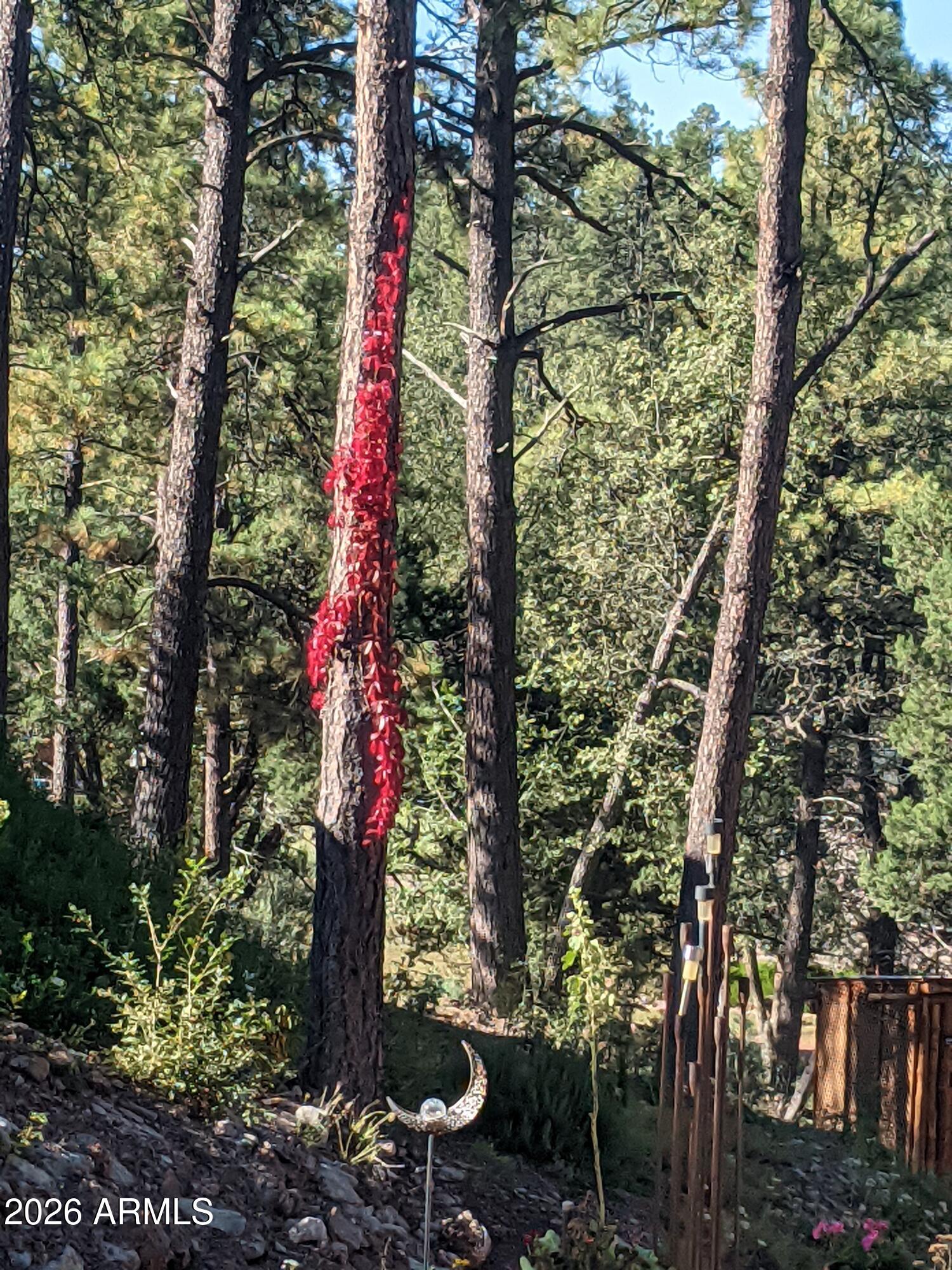 396 Leisure Lane Payson, AZ 85541 - Photo 49 of 61 a outdoor space with lots of trees