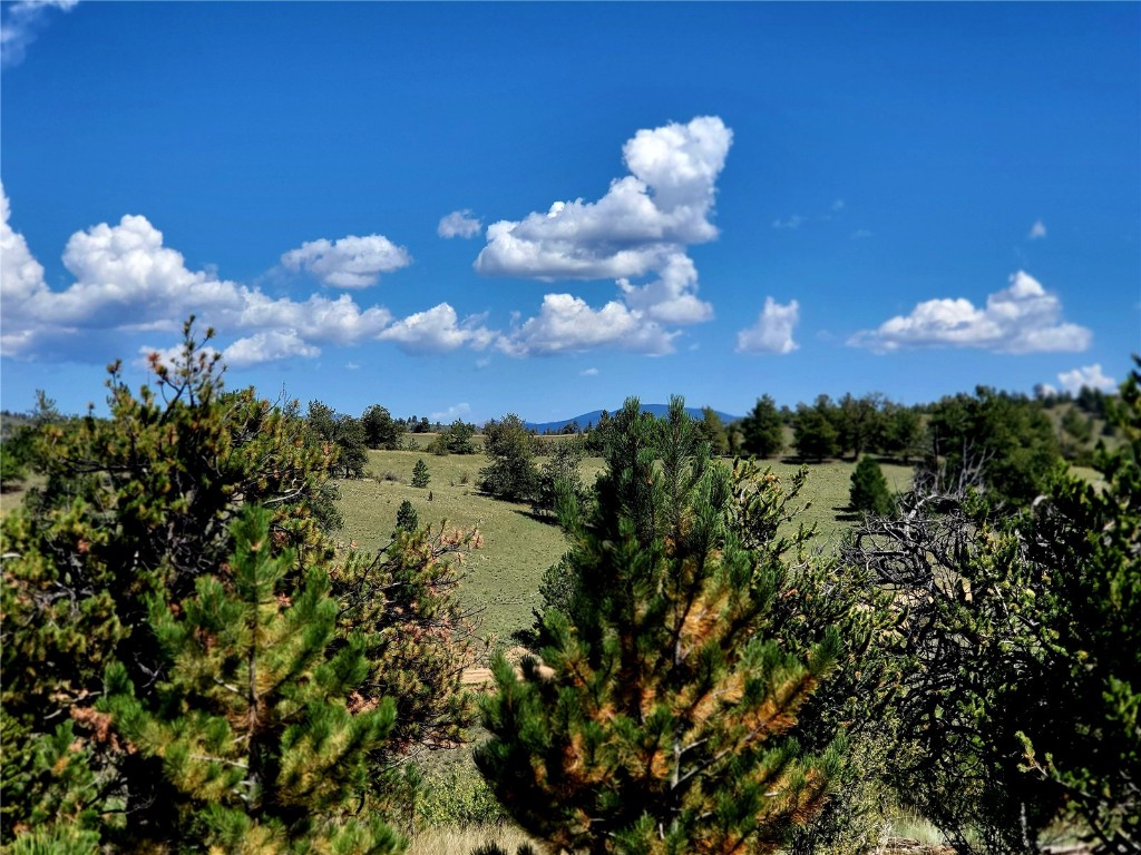 4206 Fitzsimmons Road Hartsel, CO 80449 - Photo 20 of 29 Gallery Image 20