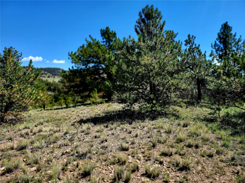 4206 Fitzsimmons Road Hartsel, CO 80449 - Photo 26 of 29 Gallery Image 26