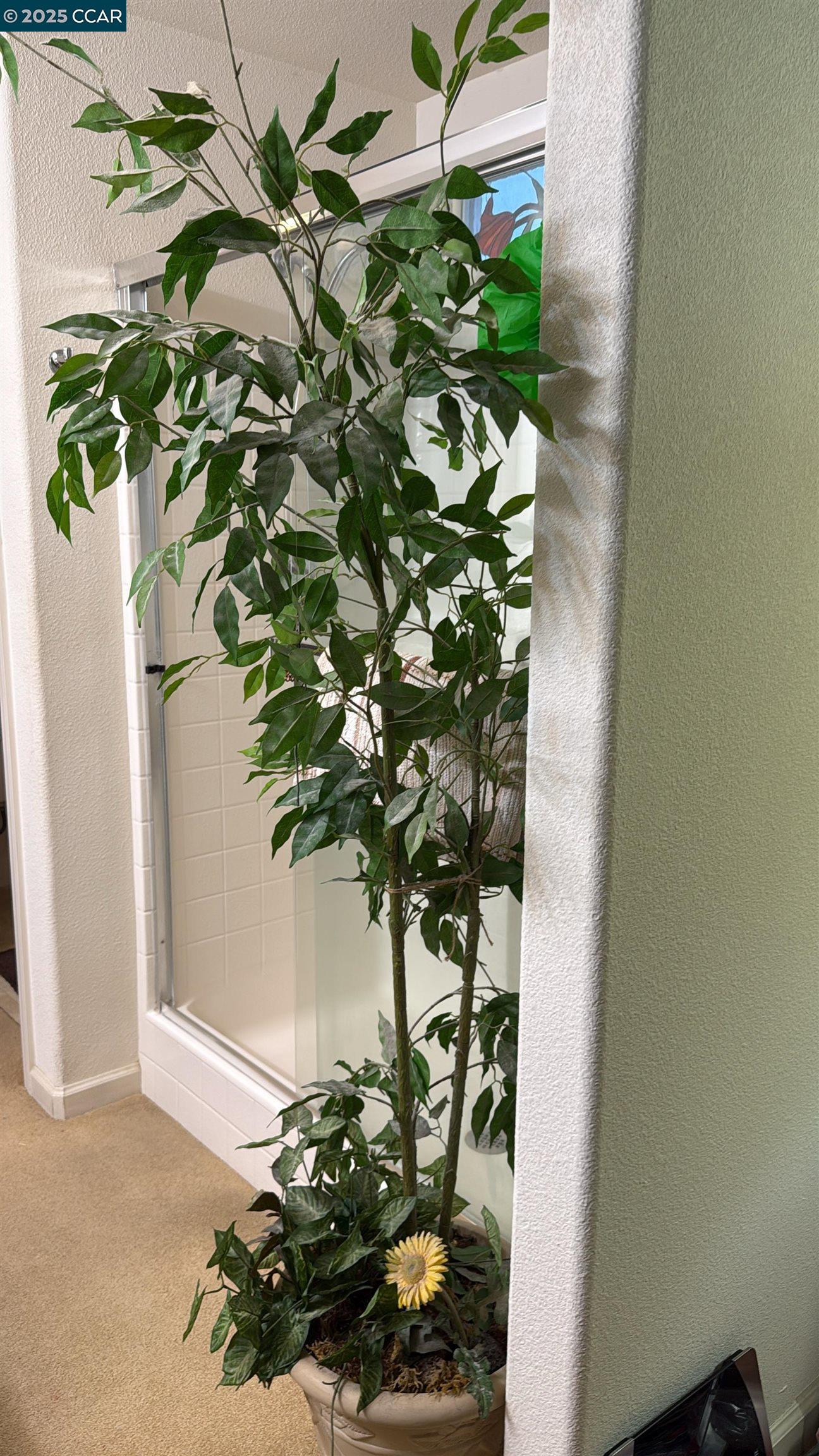 307 Crystal Downs Drive Rio Vista, CA 94571 - Photo 18 of 38 a plant with a plant