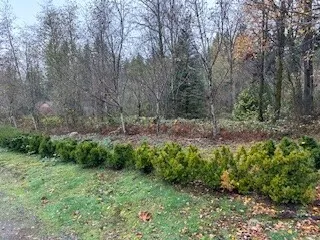 a big yard with lots of green space and deers