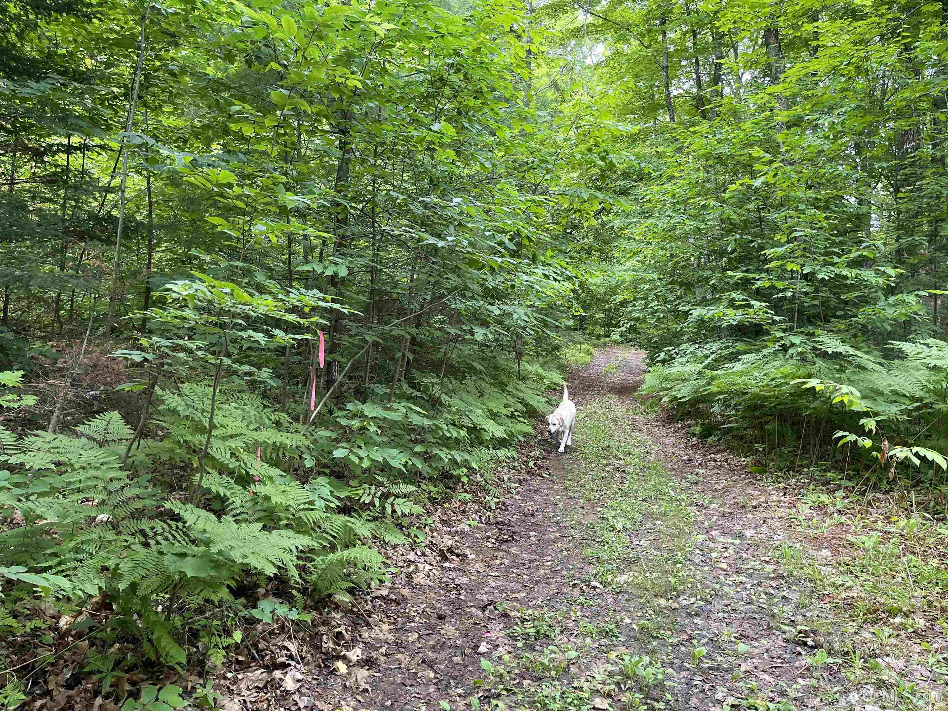 24-acres Cooper Lake Road Ishpeming, MI 49849 - Photo 2 of 13