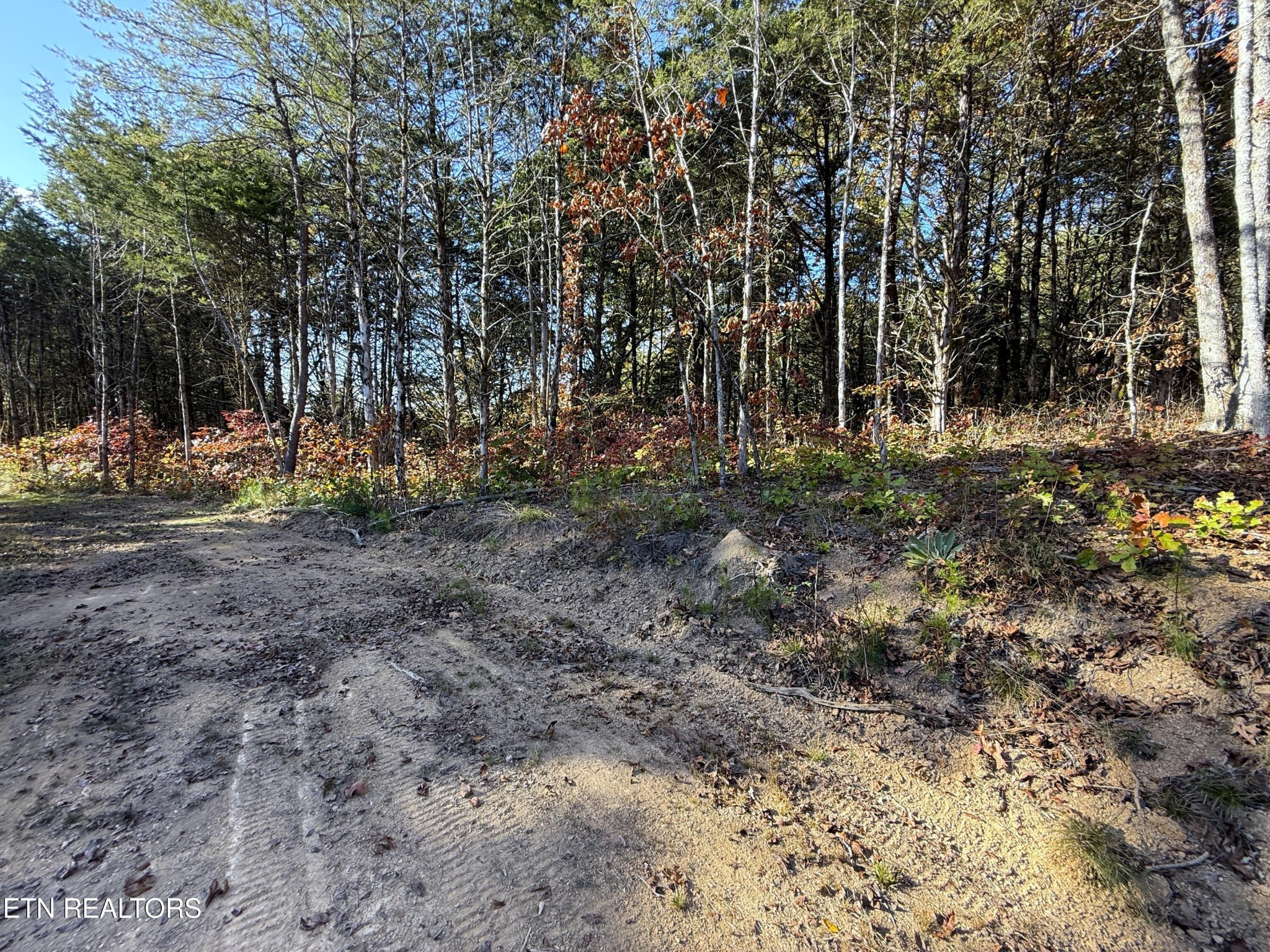 13 Topaz Way Parrottsville, TN 37843 - Photo 15 of 23 a view of outdoor space with trees