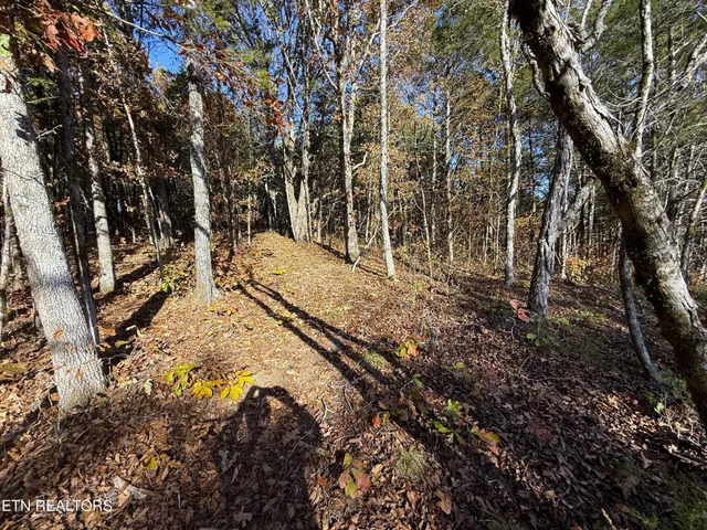 a view of a forest with a tree