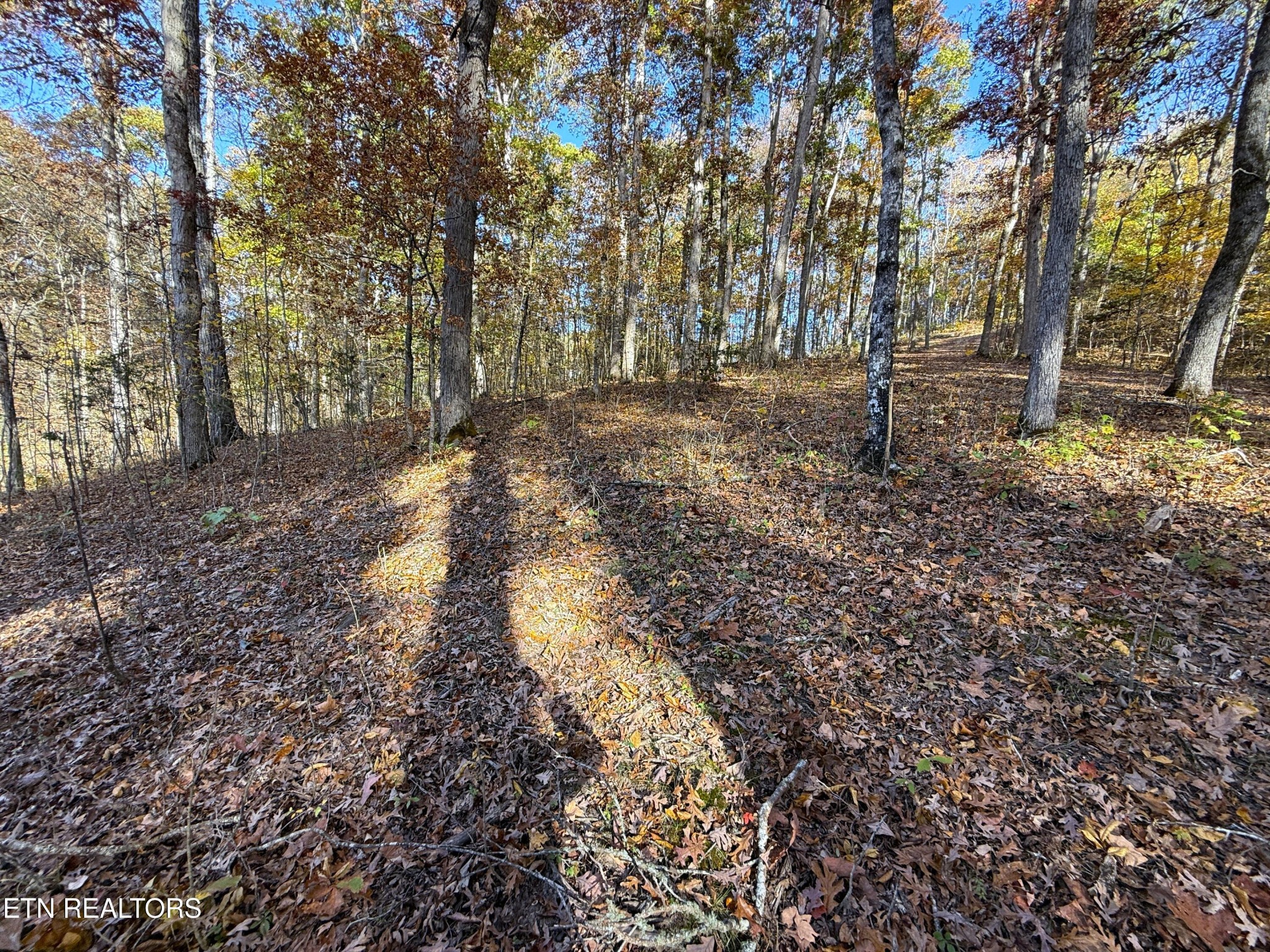 13 Topaz Way Parrottsville, TN 37843 - Photo 20 of 23 a backyard of a house with lots of green space