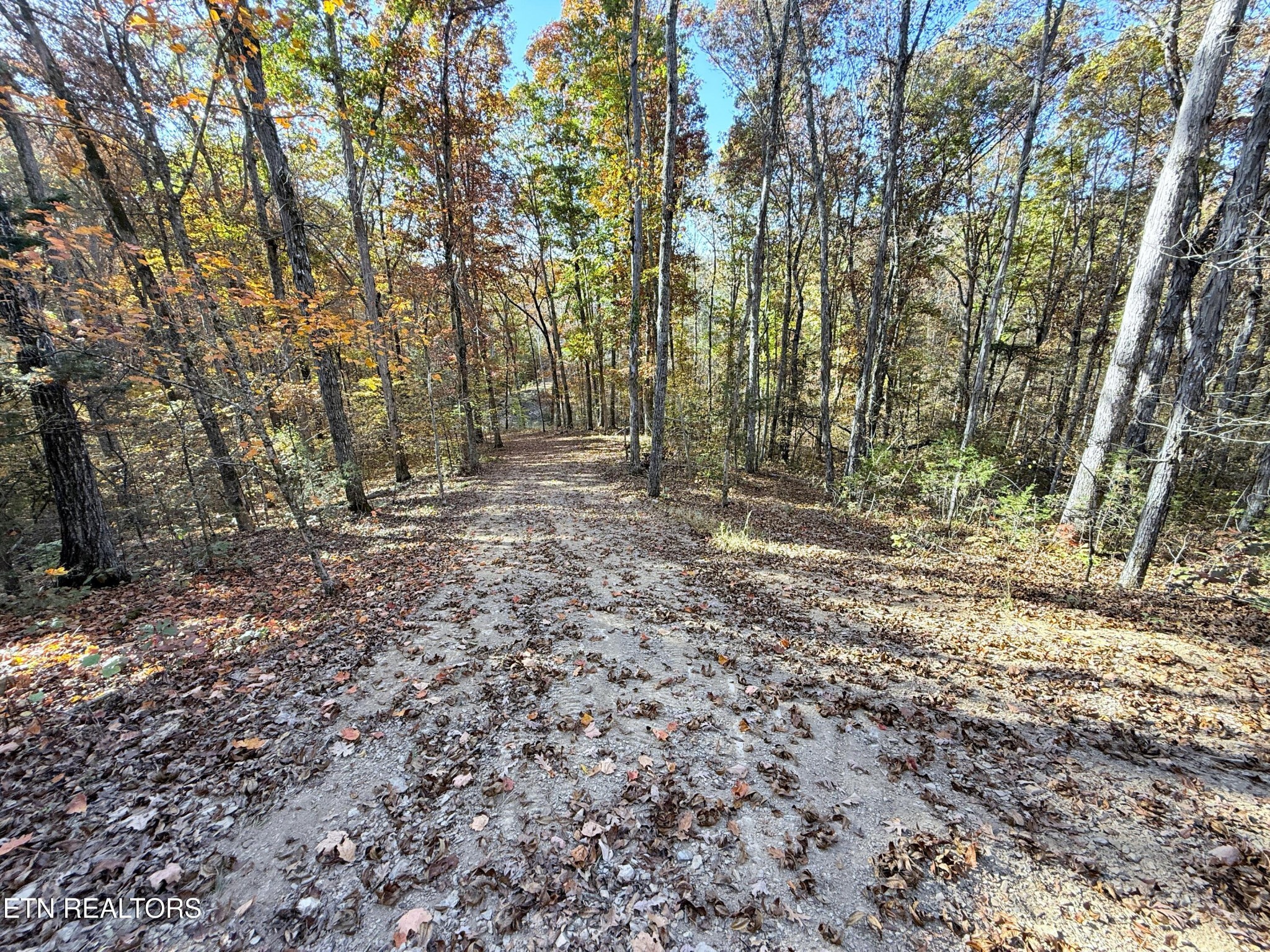 13 Topaz Way Parrottsville, TN 37843 - Photo 22 of 23 a view of outdoor space with large trees