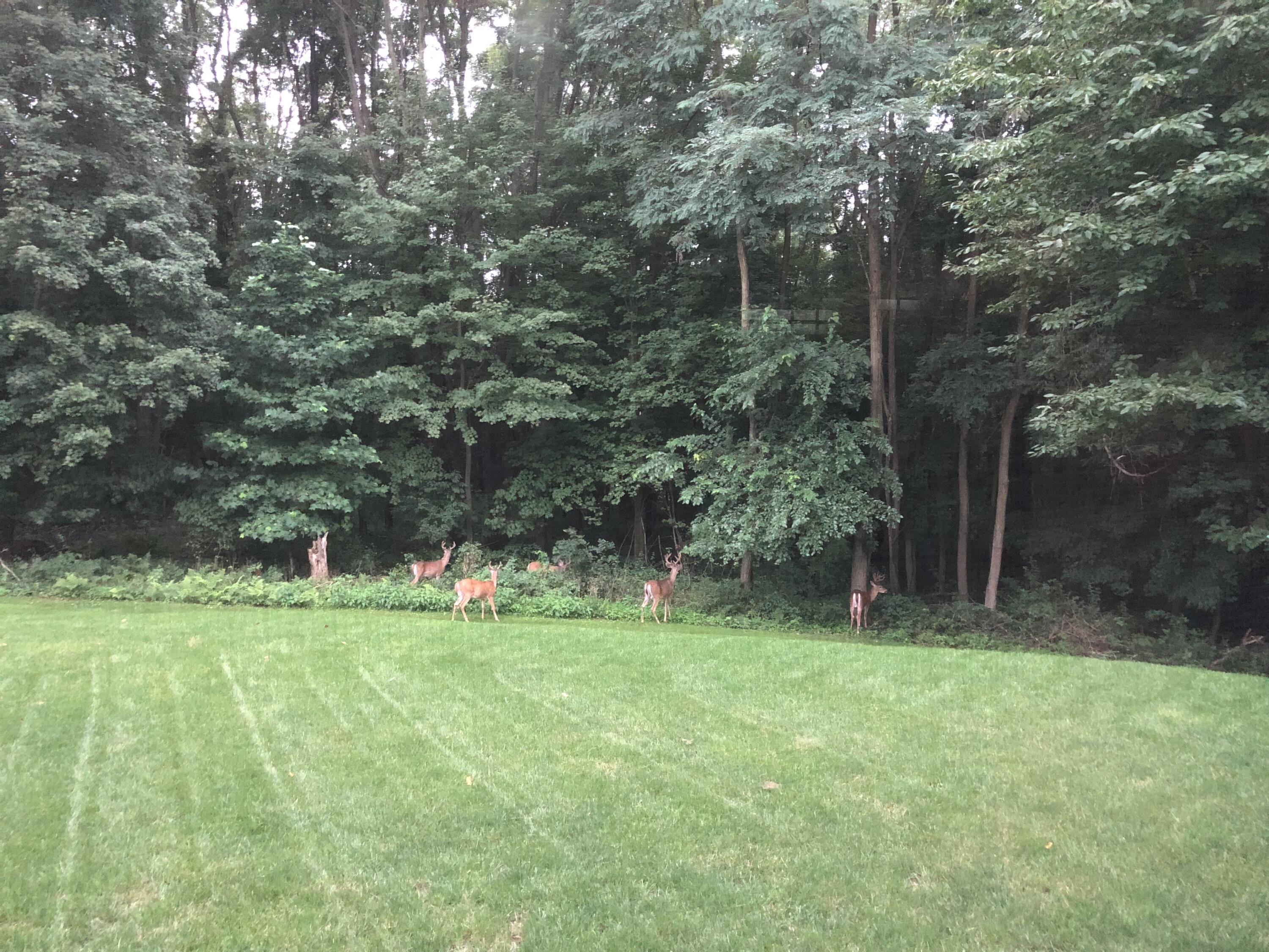 8869 Bever Road Delton, MI 49046 - Photo 60 of 74 IMG_0788 (1)
