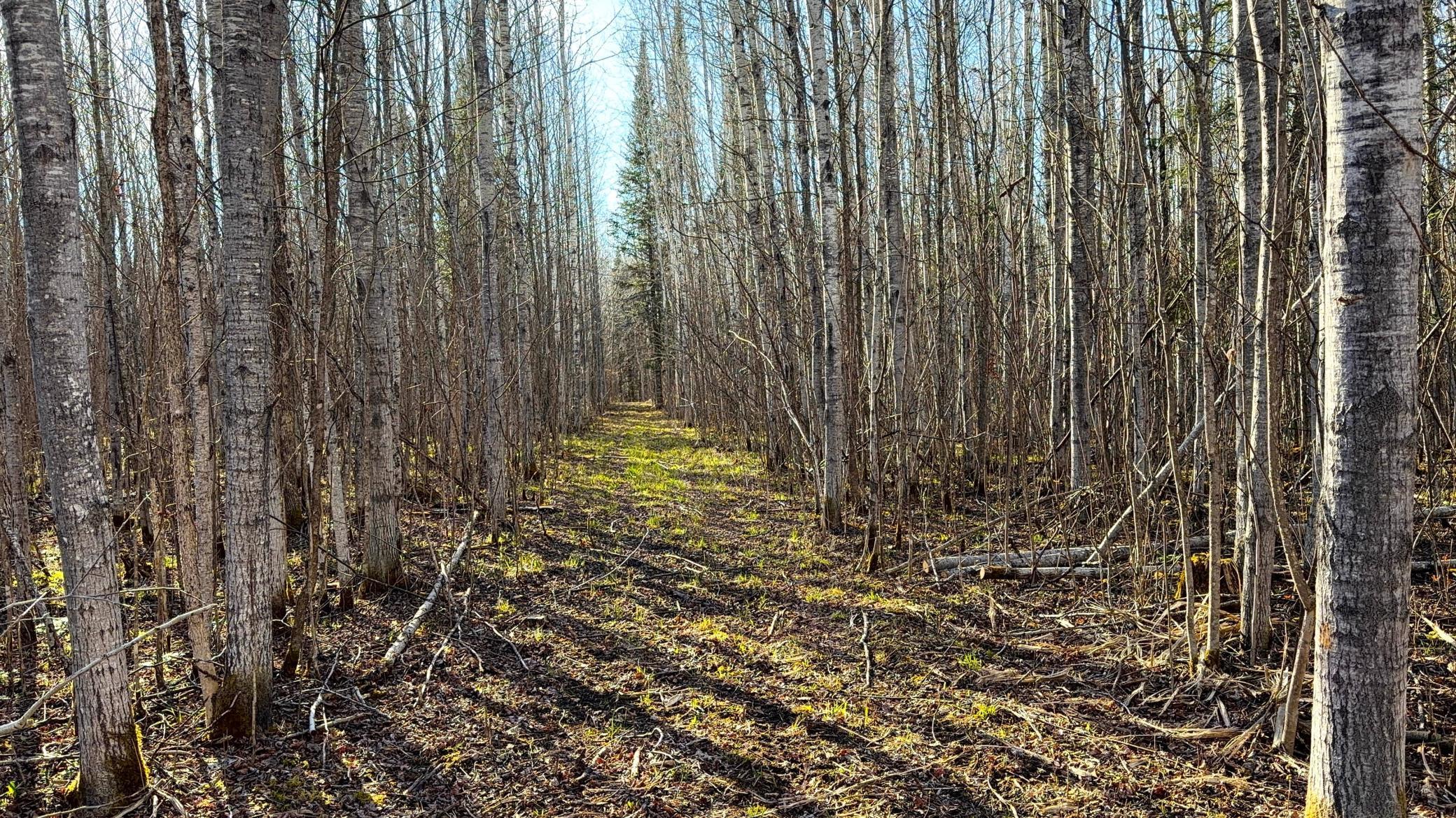 Lot F County Road 79 Littlefork, MN 56653 - Photo 35 of 44