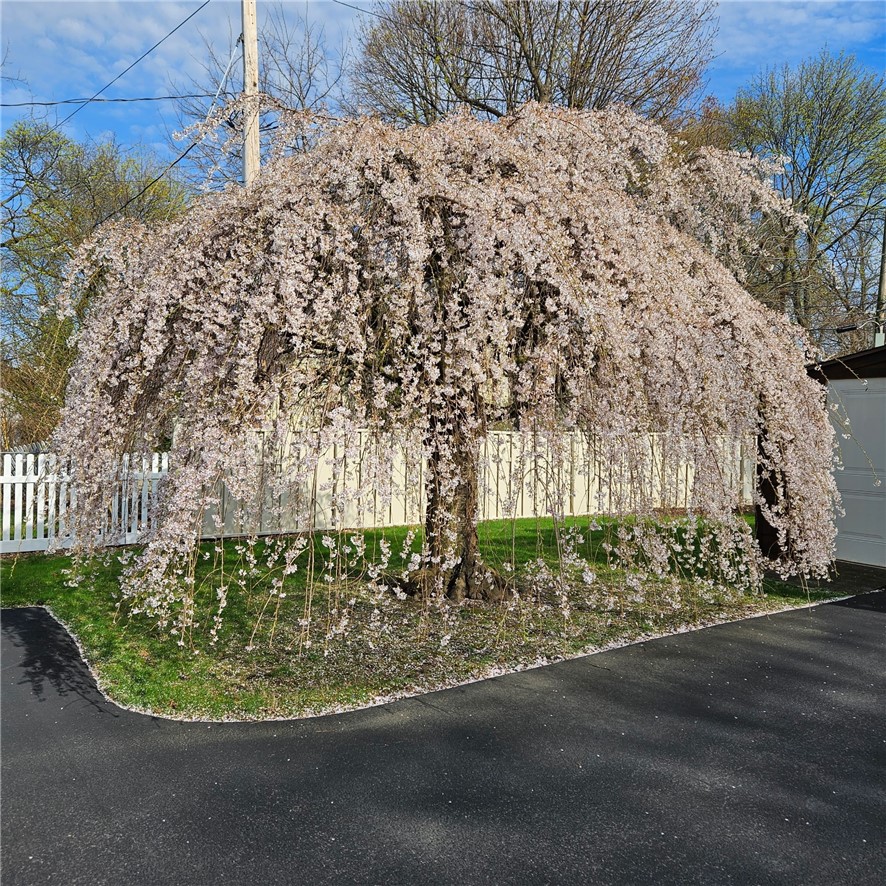 55 Elm Drive Rochester, NY 14609 - Photo 25 of 31 Tree in the Spring