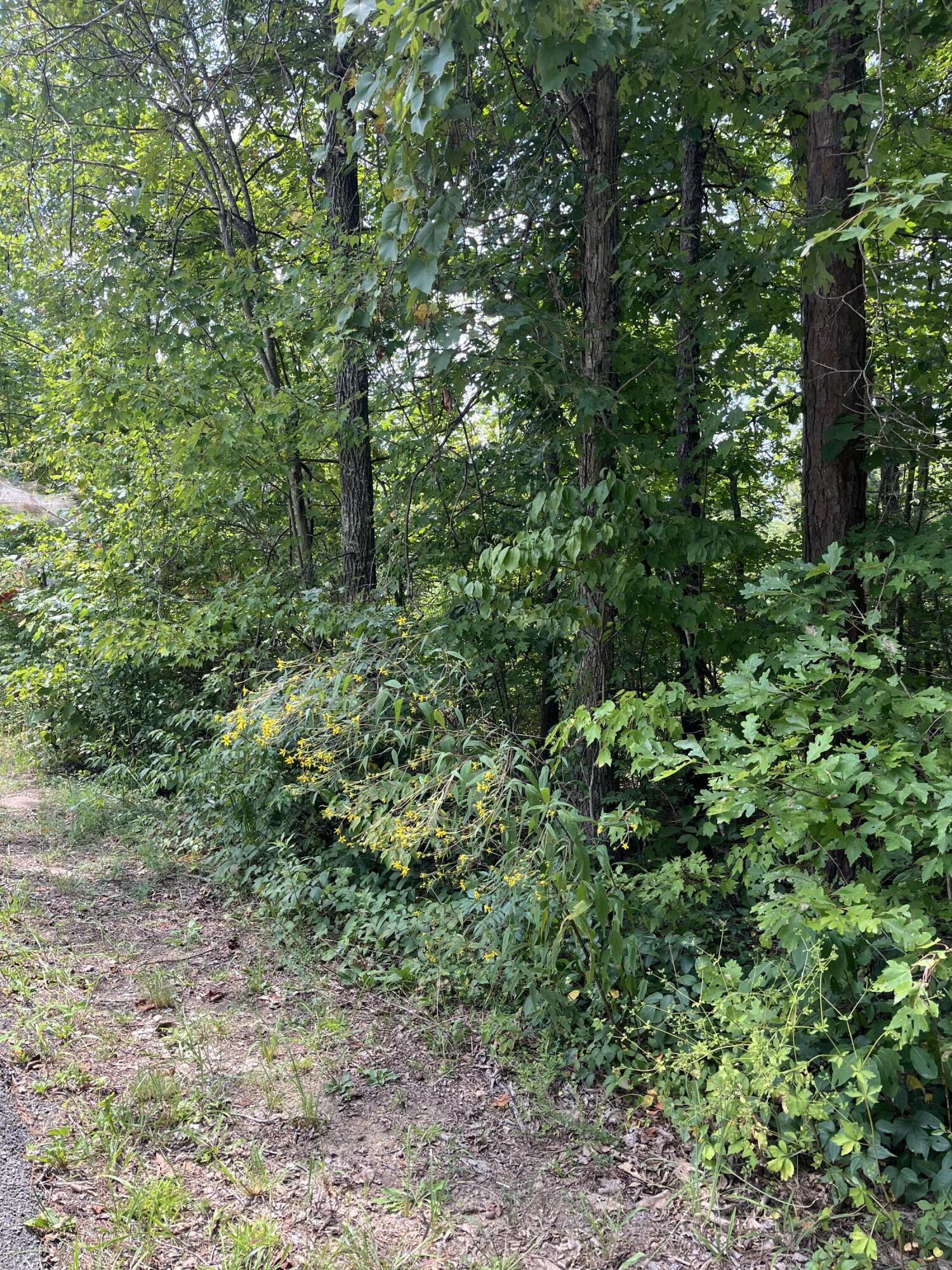 0 Sandy Hills Road Corbin, KY 40701 - Photo 4 of 7 IMG_0826
