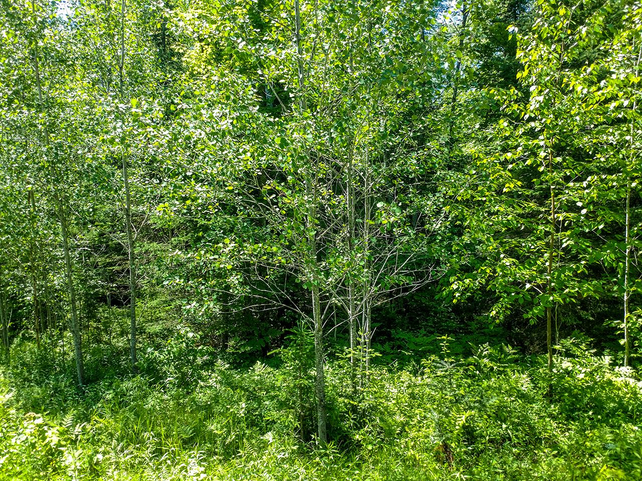Lot 13 Sanctuary Road Tomahawk, WI 54487 - Photo 2 of 9 Gallery Image 2