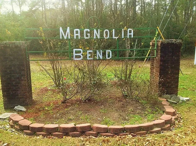 a view of a lush green forest with lots of trees