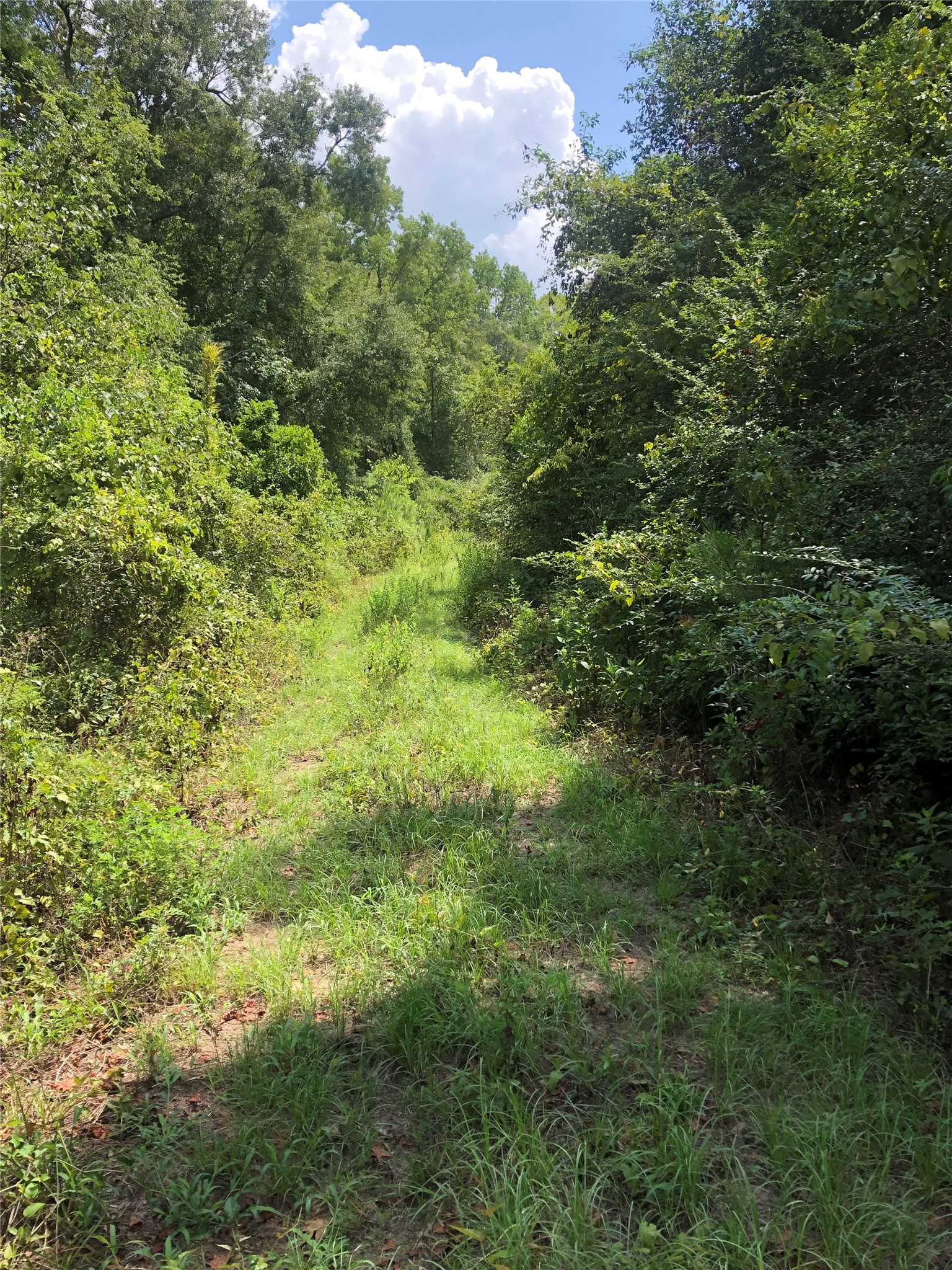 02 Tbd Block Conroe, TX 77302 - Photo 2 of 8 a view of a lush green forest with lots of trees