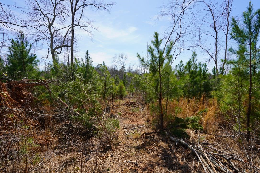 0 Mountain Shoals Road Enoree, SC 29335 - Photo 30 of 43