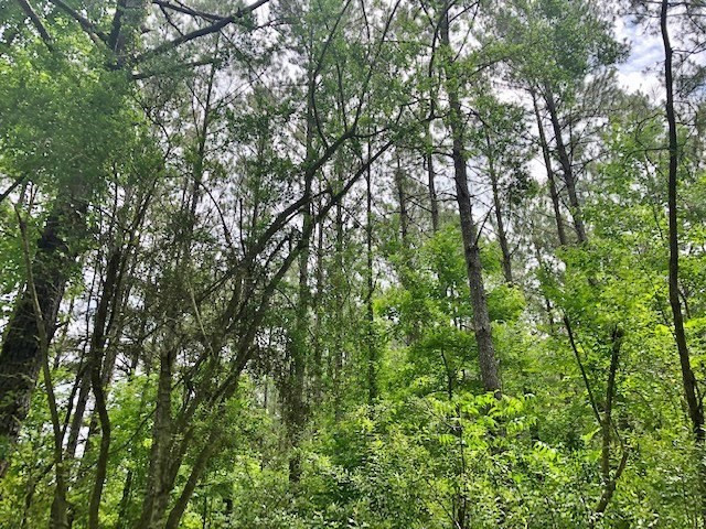 0 Tanglewood Road Magnolia, MS 39652 - Photo 20 of 44 Photo 20