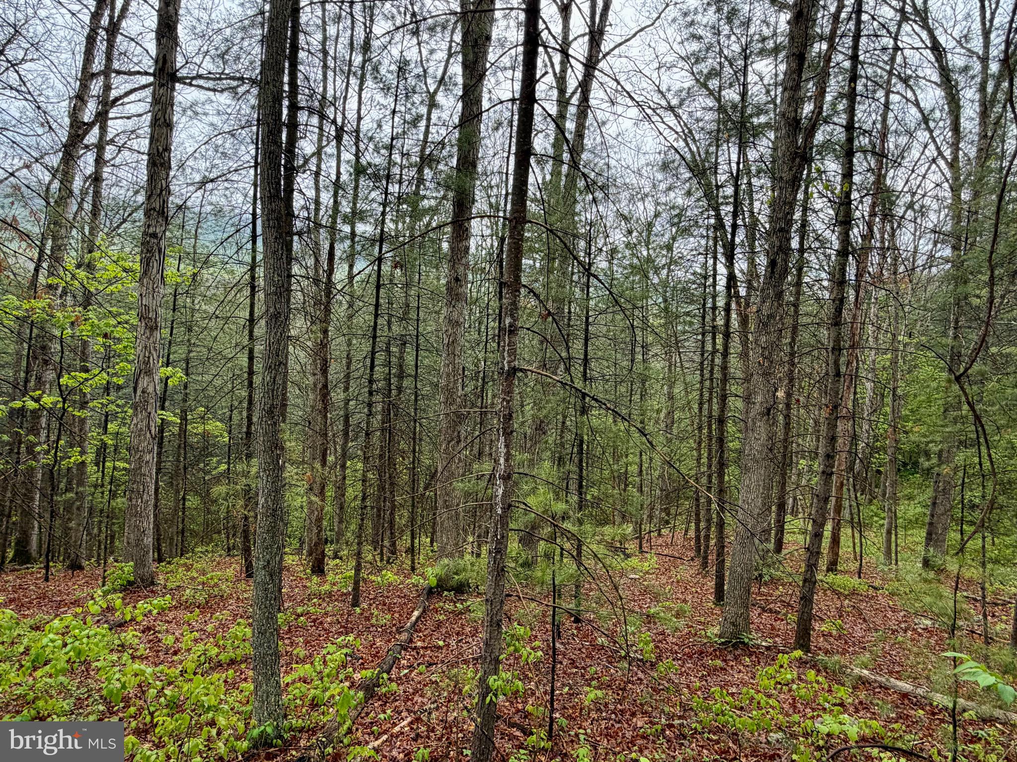 1-2 Trout Run Road Wardensville, WV 26851 - Photo 4 of 13