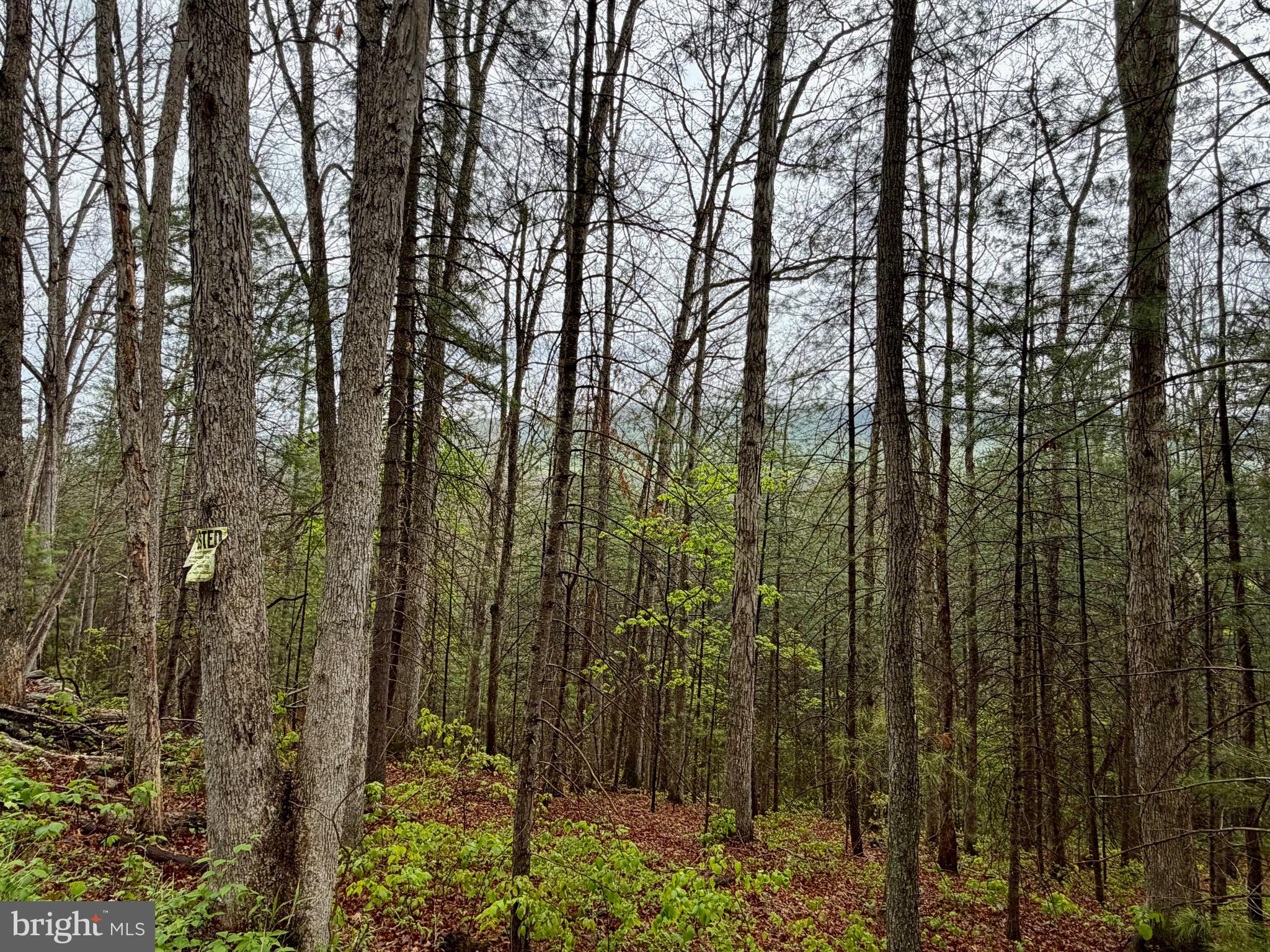 1-2 Trout Run Road Wardensville, WV 26851 - Photo 5 of 13