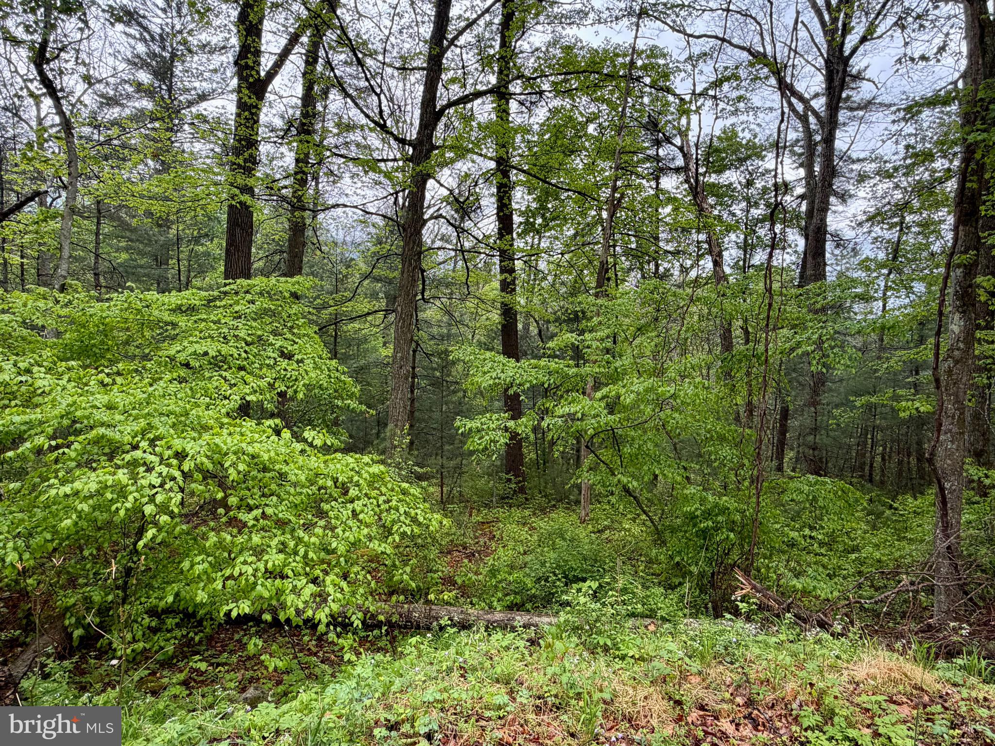 1-2 Trout Run Road Wardensville, WV 26851 - Photo 8 of 13