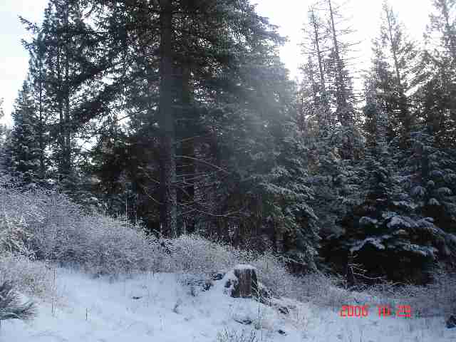 16909 East Jackson Road Chattaroy, WA 99003 - Photo 7 of 9