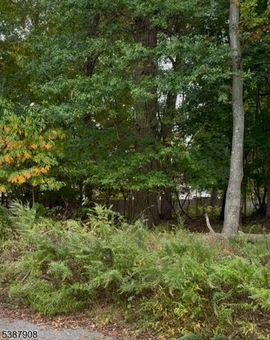 a view of a lush green forest with lots of trees