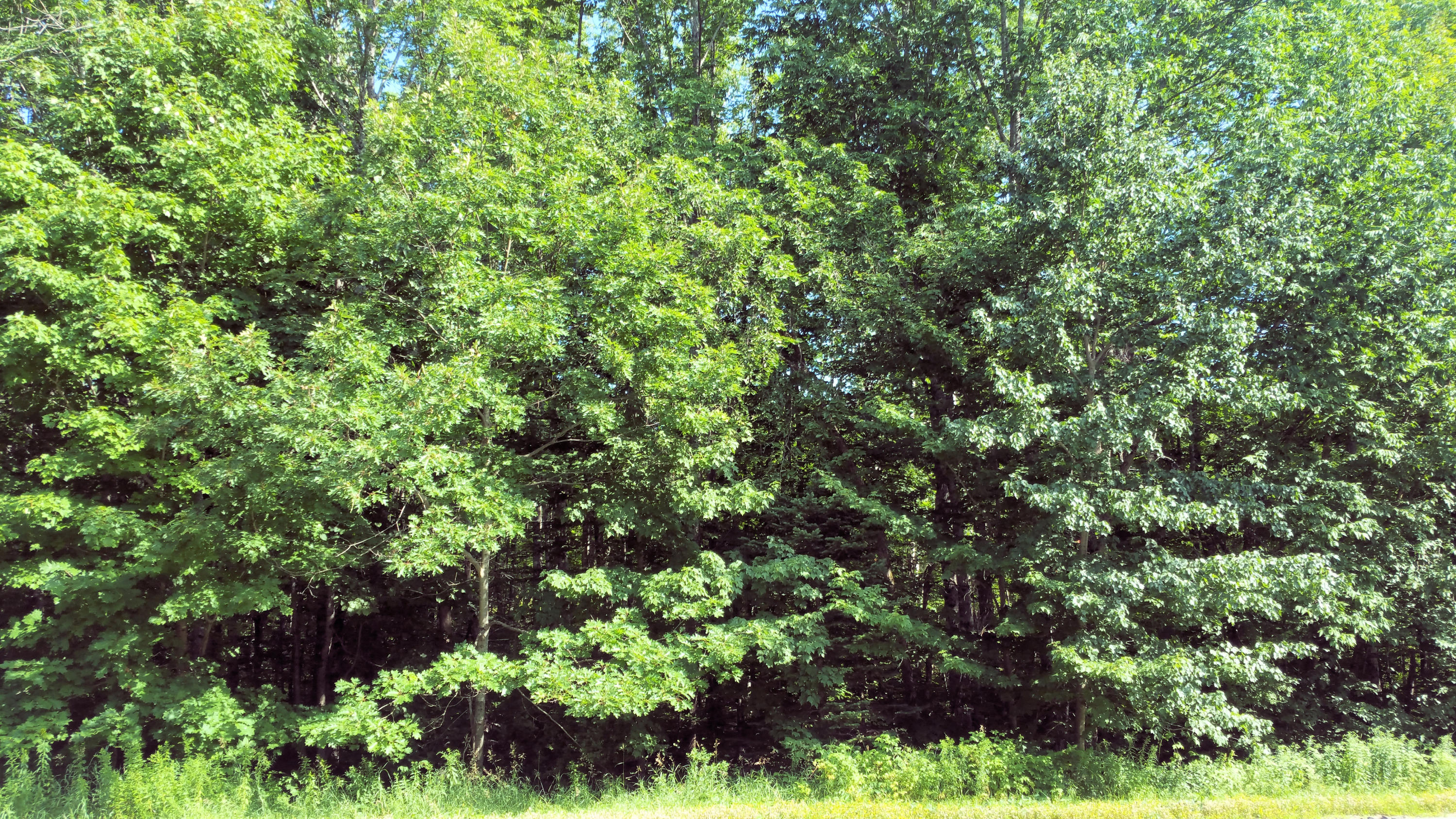 Lot 34 Simpson Corner Road Dixmont, ME 04932 - Photo 3 of 4 20190804_155407 - Copy