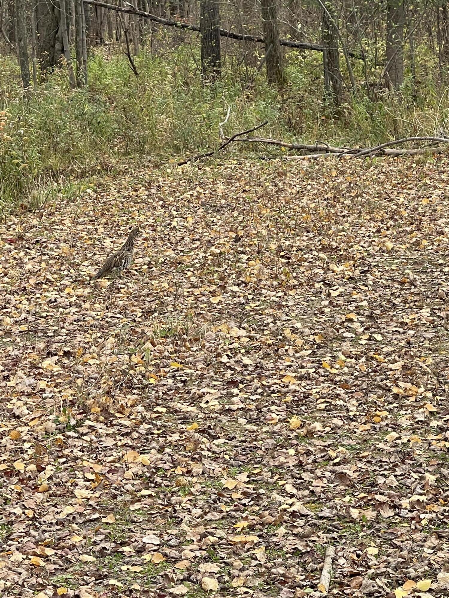 4812 North N Spur Sheldon, WI 54766 - Photo 2 of 5 IMG_9073