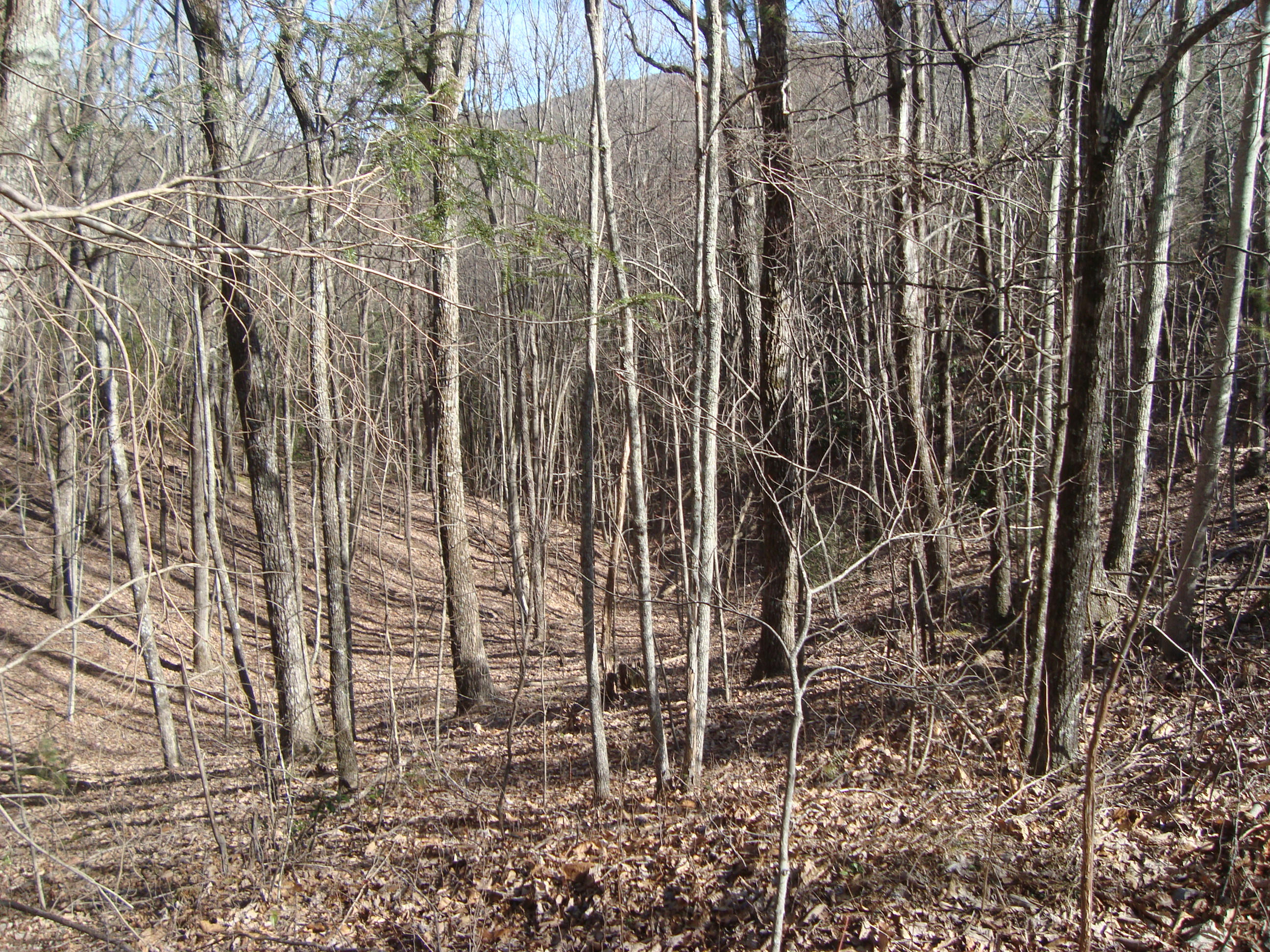 6-7 Harold Witt Road Tellico Plains, TN 37385 - Photo 1 of 10 DSC05506