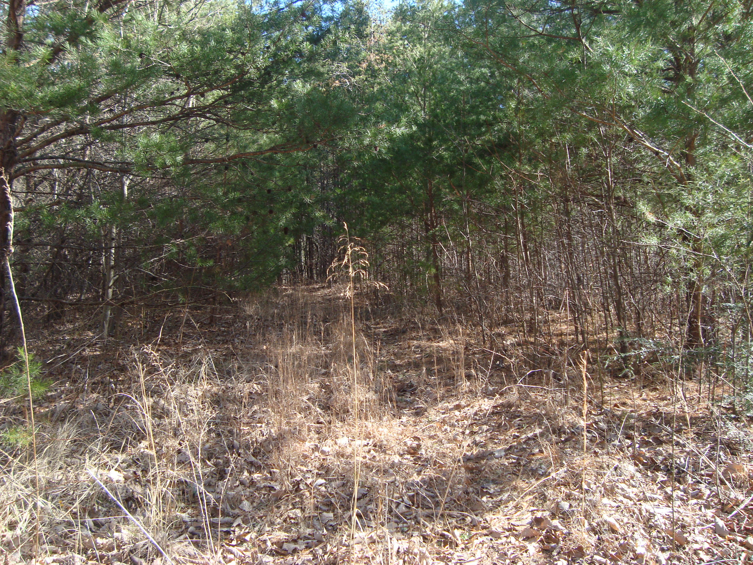 6-7 Harold Witt Road Tellico Plains, TN 37385 - Photo 4 of 10 DSC05504