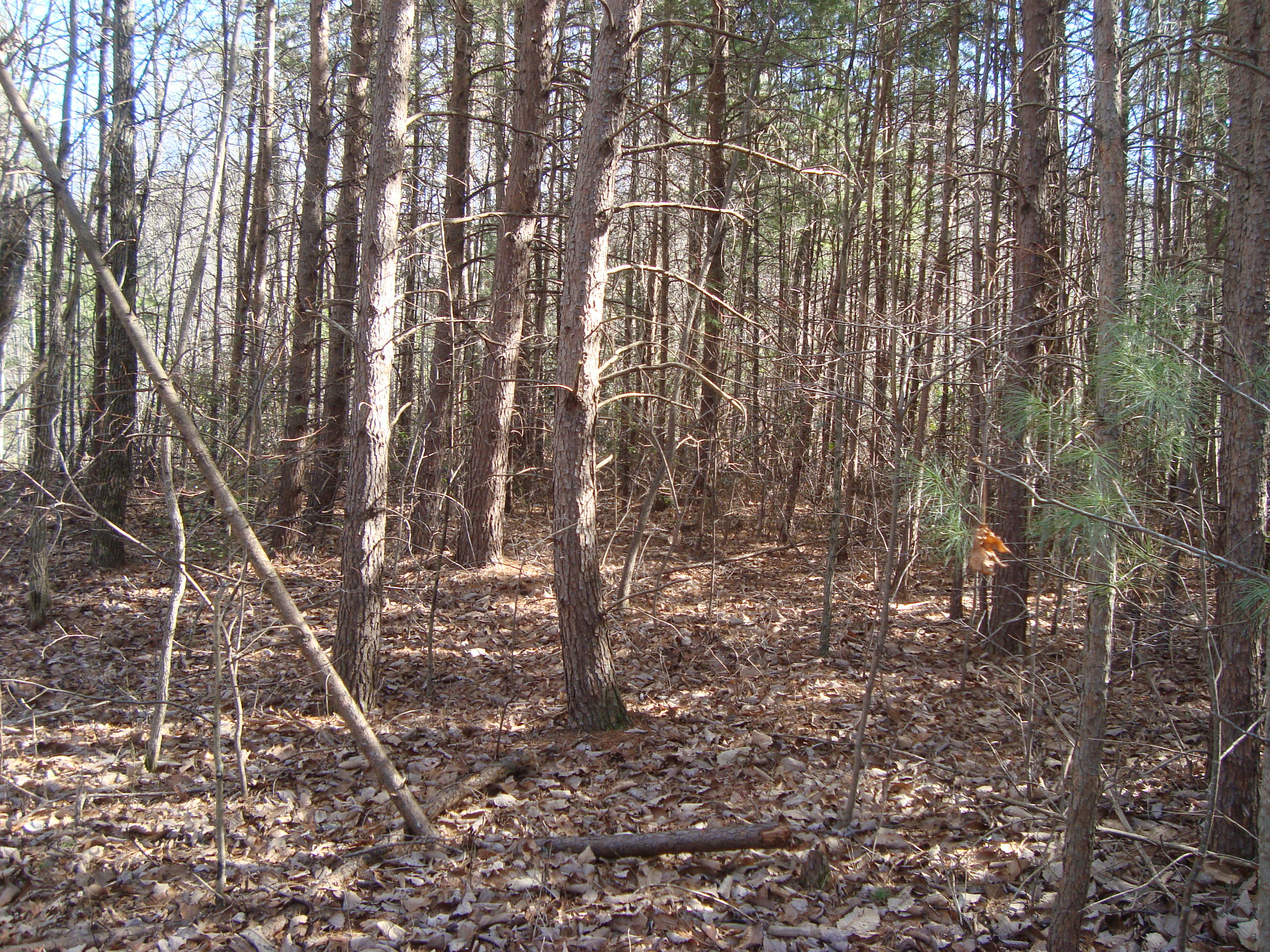 6-7 Harold Witt Road Tellico Plains, TN 37385 - Photo 5 of 10 DSC05502