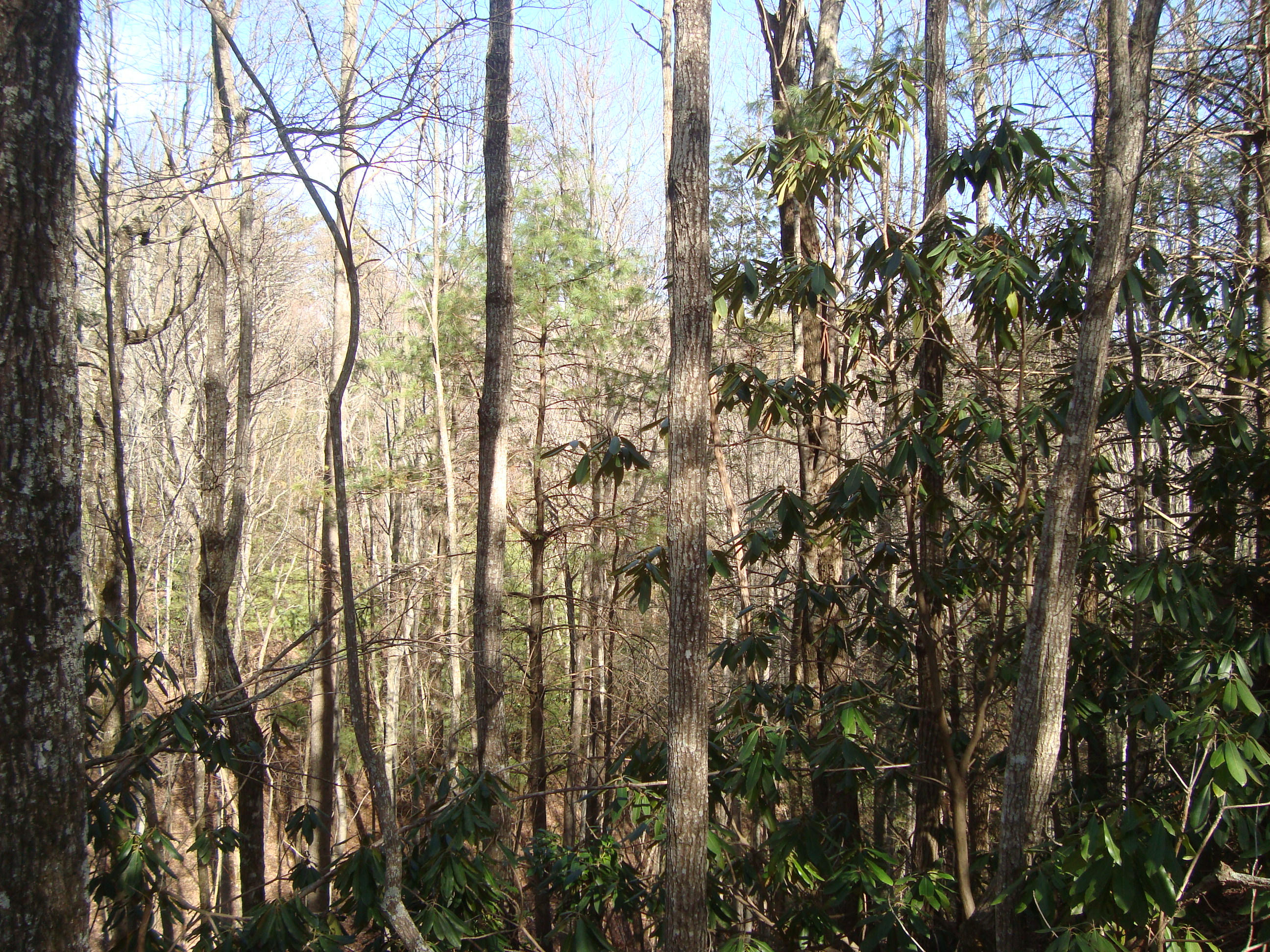 6-7 Harold Witt Road Tellico Plains, TN 37385 - Photo 7 of 10 DSC05499