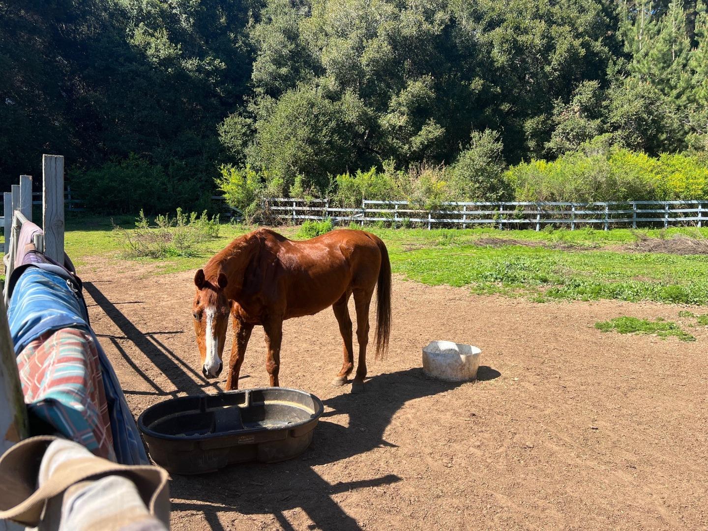 502 Olive Springs Road Soquel, CA 95073 - Photo 3 of 8 a view of outdoor space yard and patio